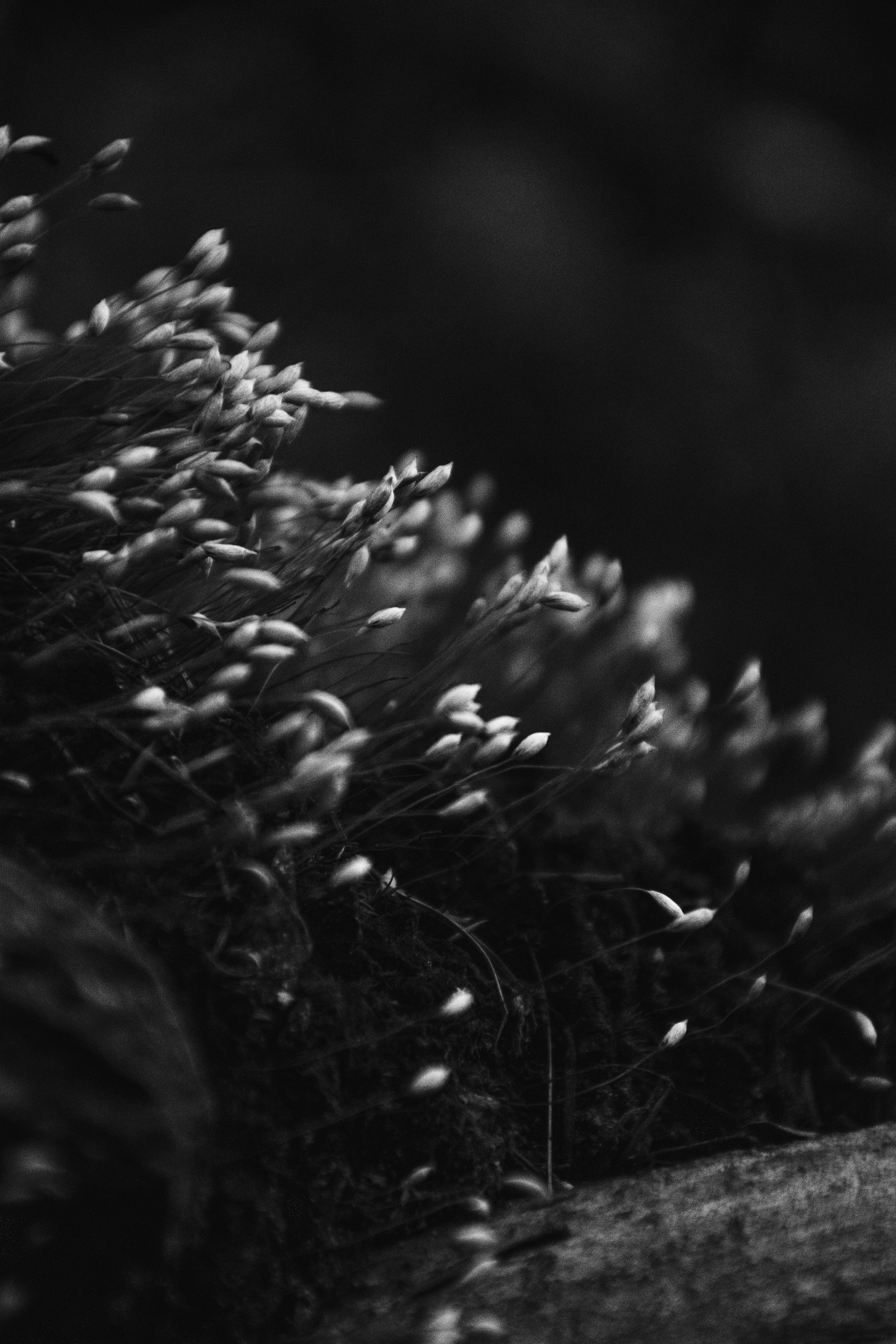 Photo by zanjanzekovic