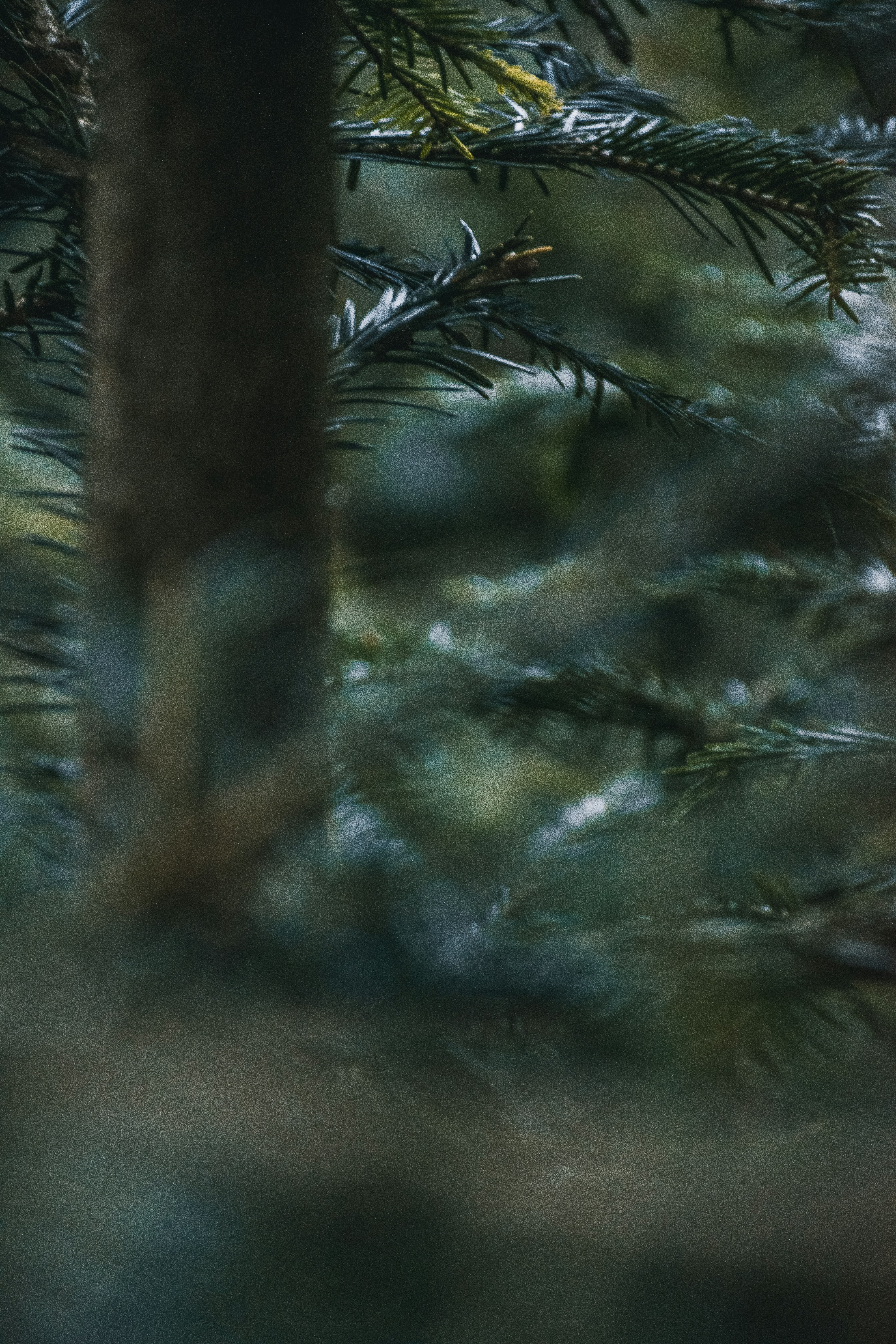 Photo by zanjanzekovic