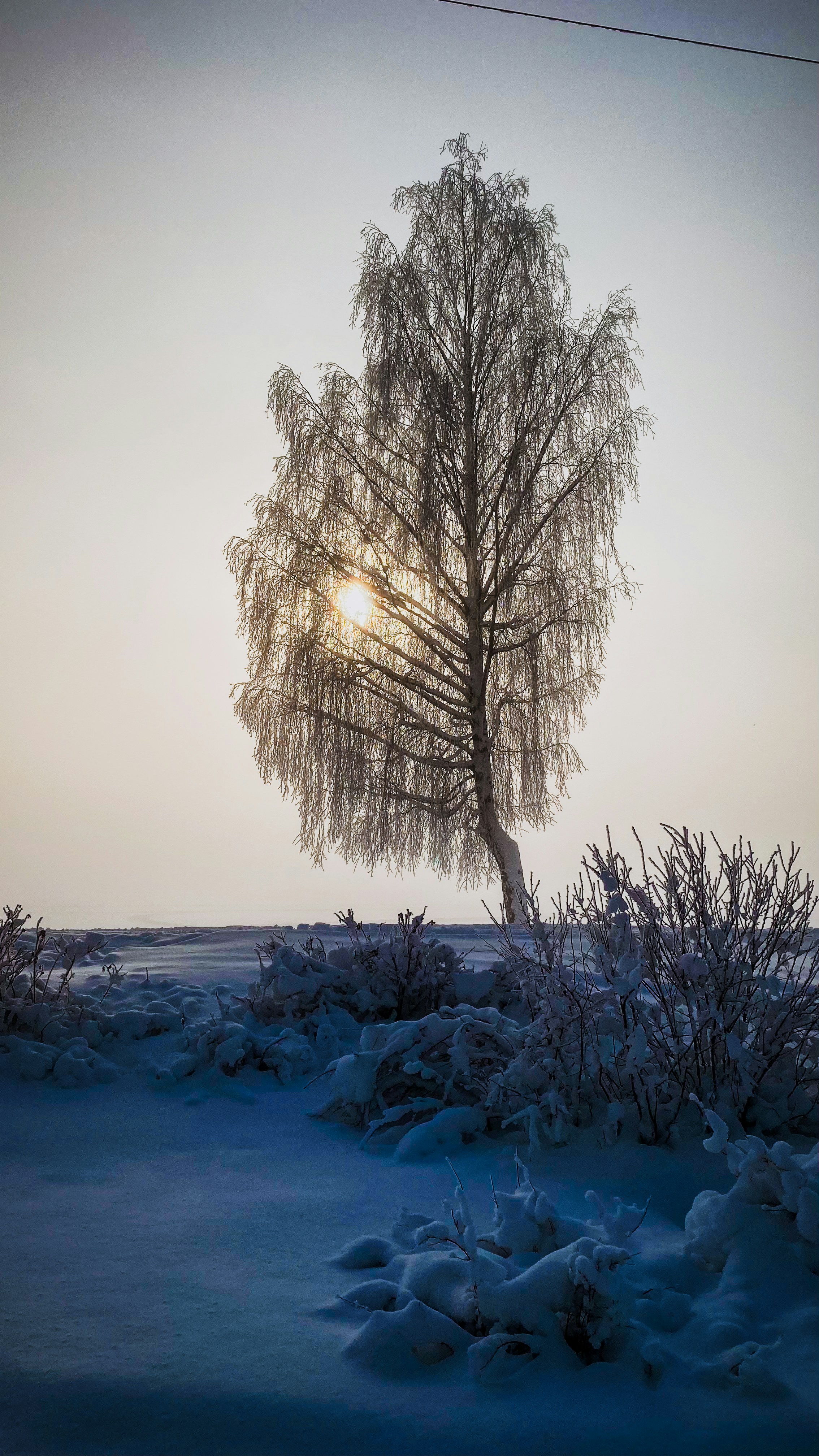 A tree in the middle of a snowy field