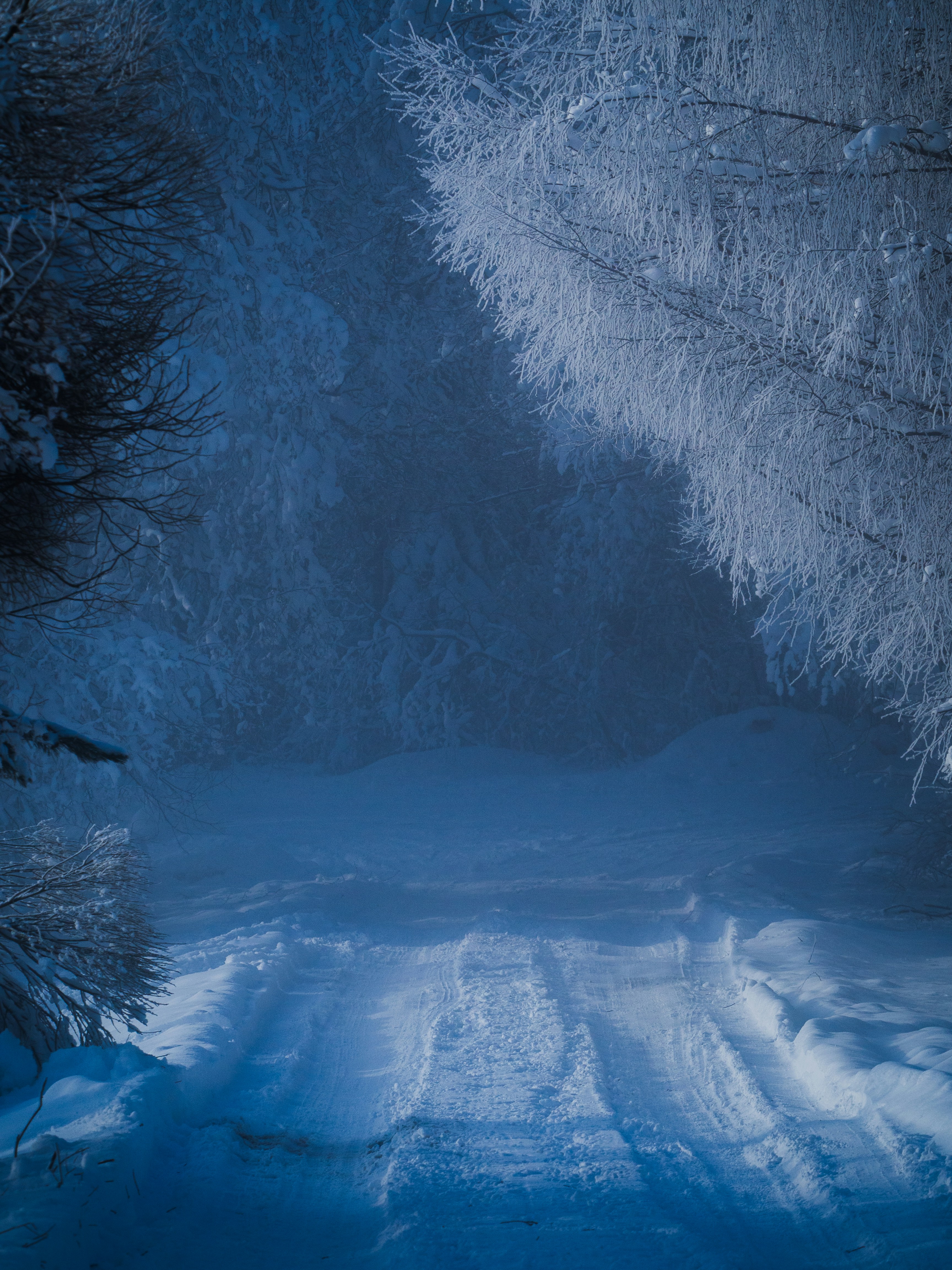 A snow covered road in the middle of a forest