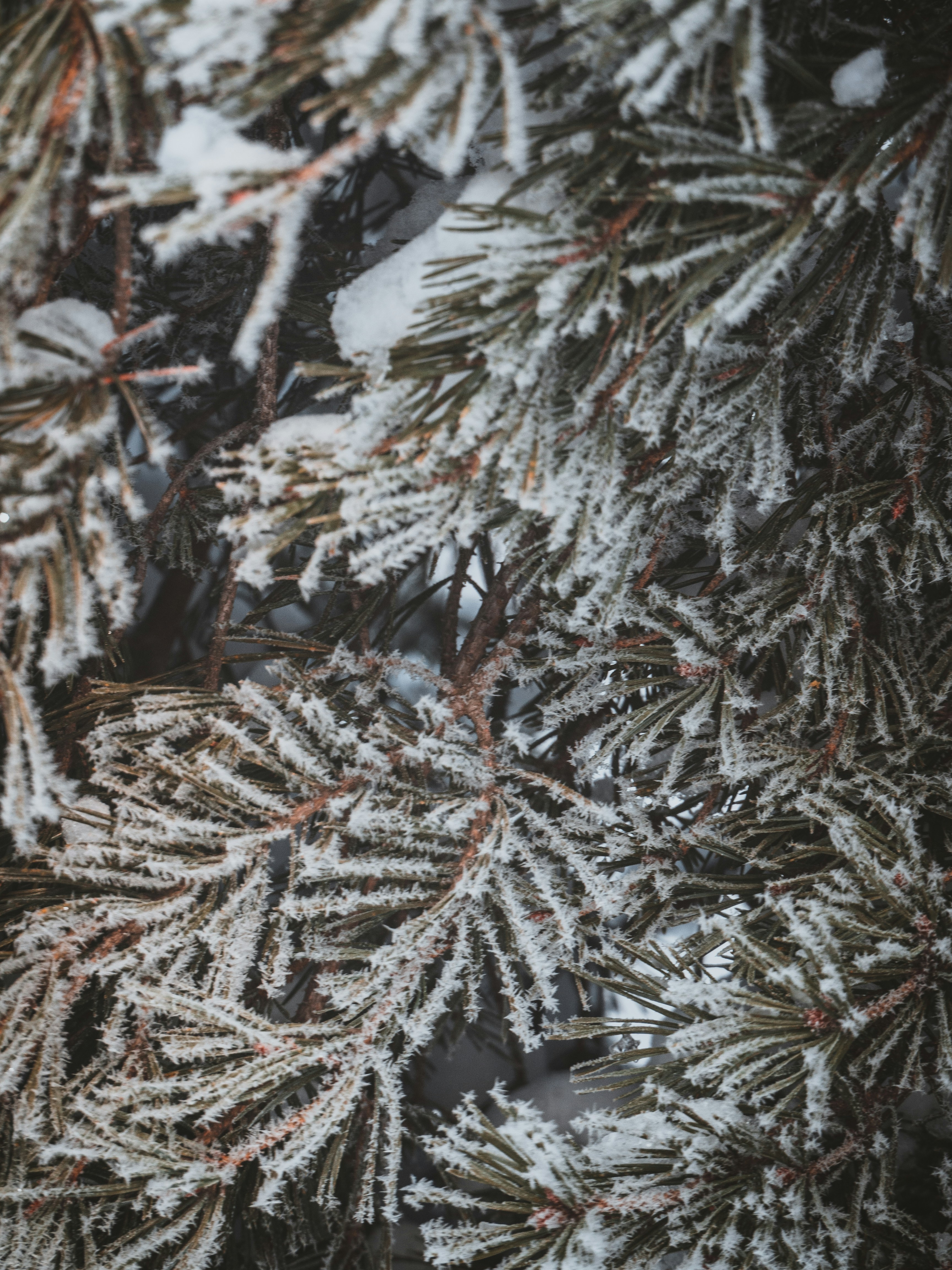 A bunch of pine needles covered in snow