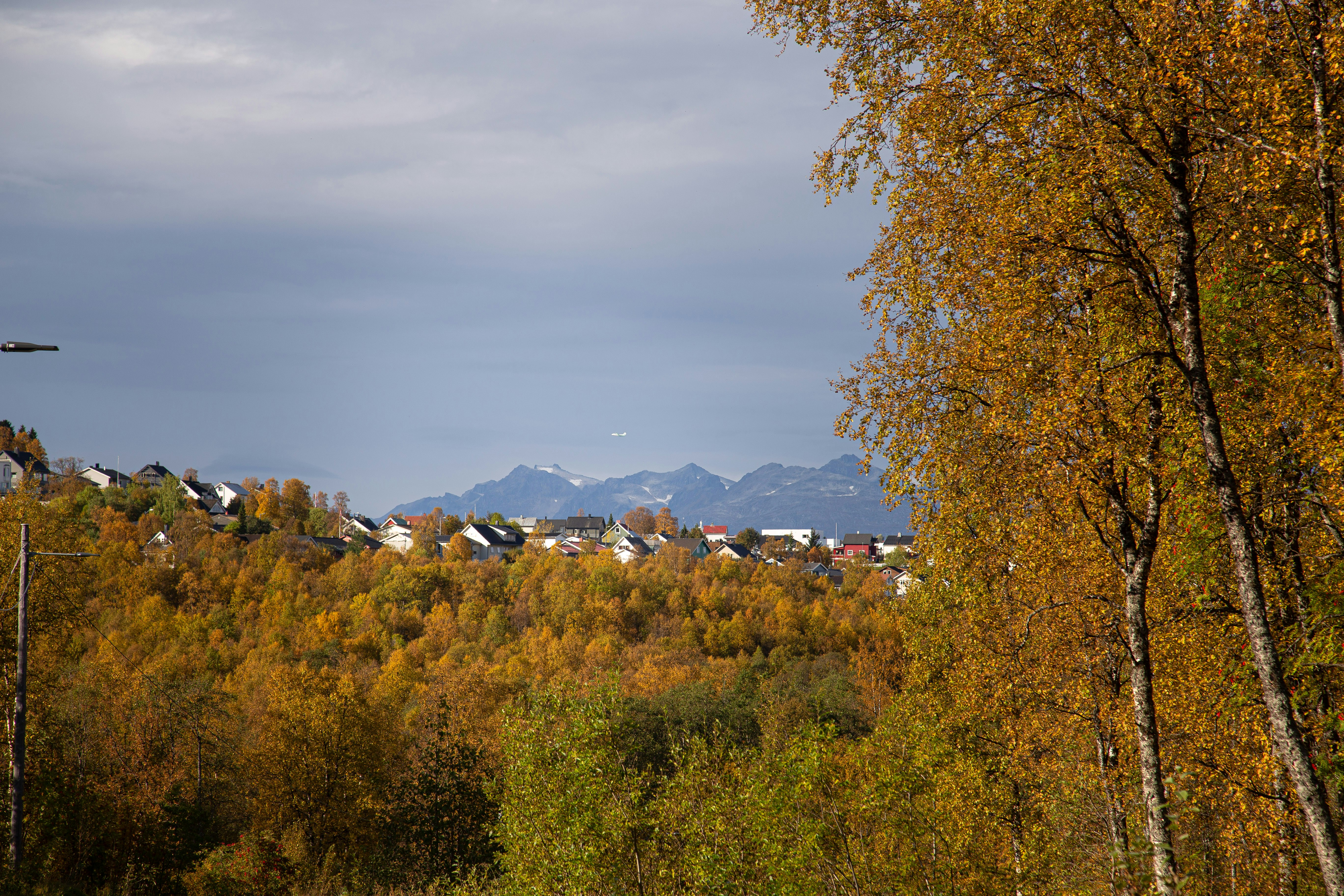 A view of a forest with trees and mountains in the background