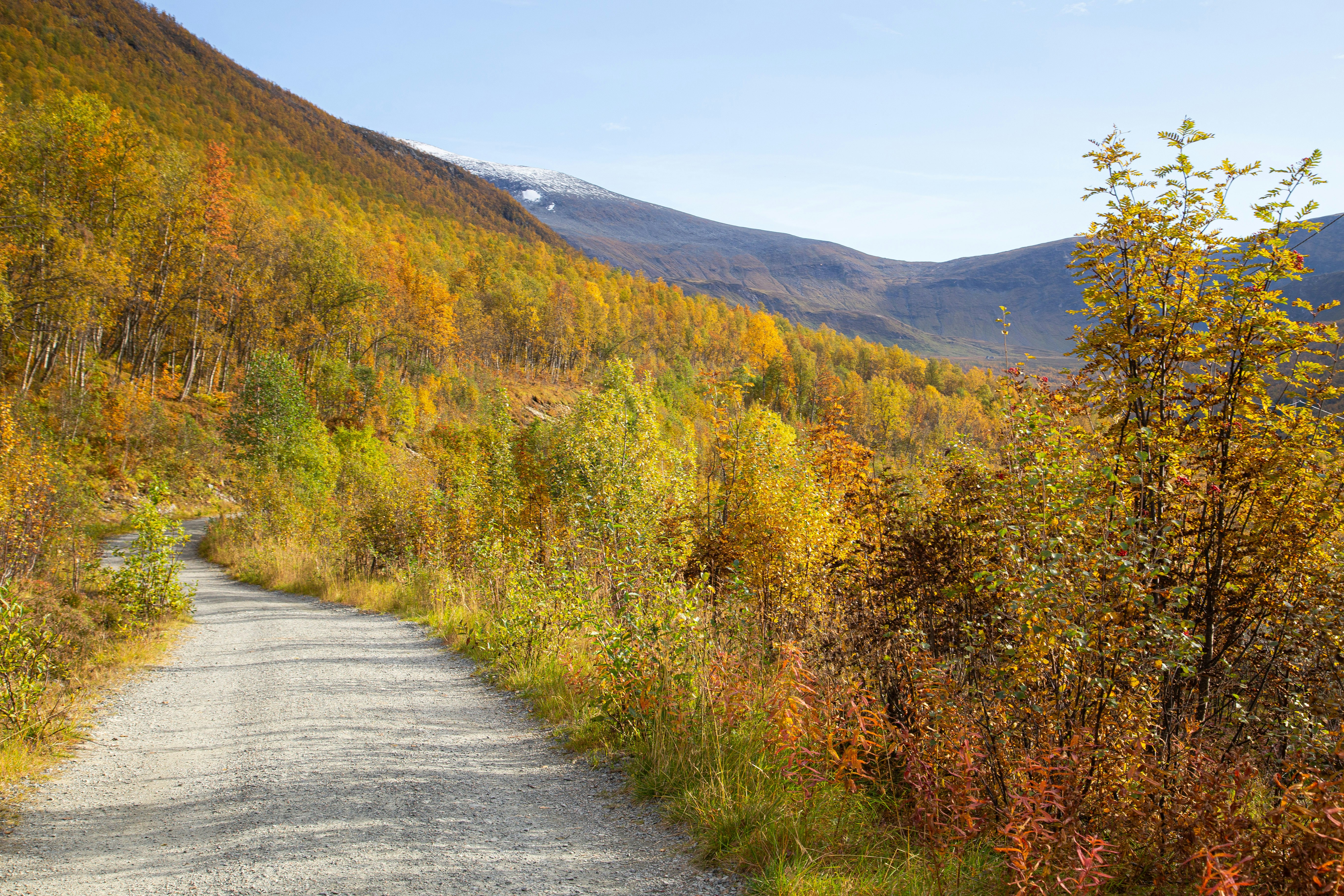 A dirt road in the middle of a forest