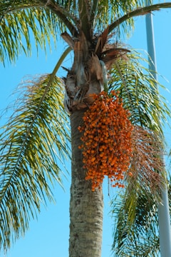 A palm tree with a bunch of fruit hanging from it