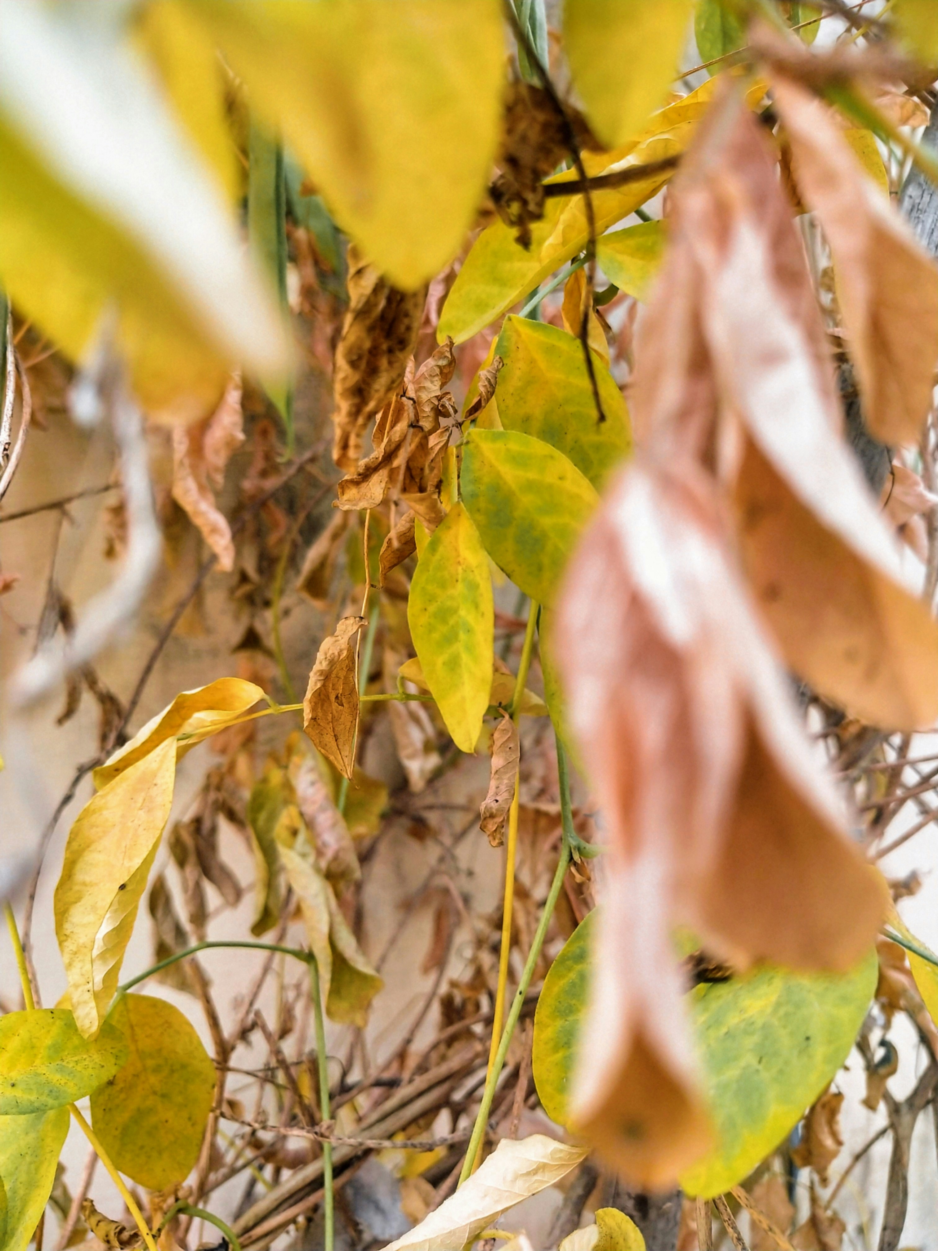 Photo by nikshaunraj