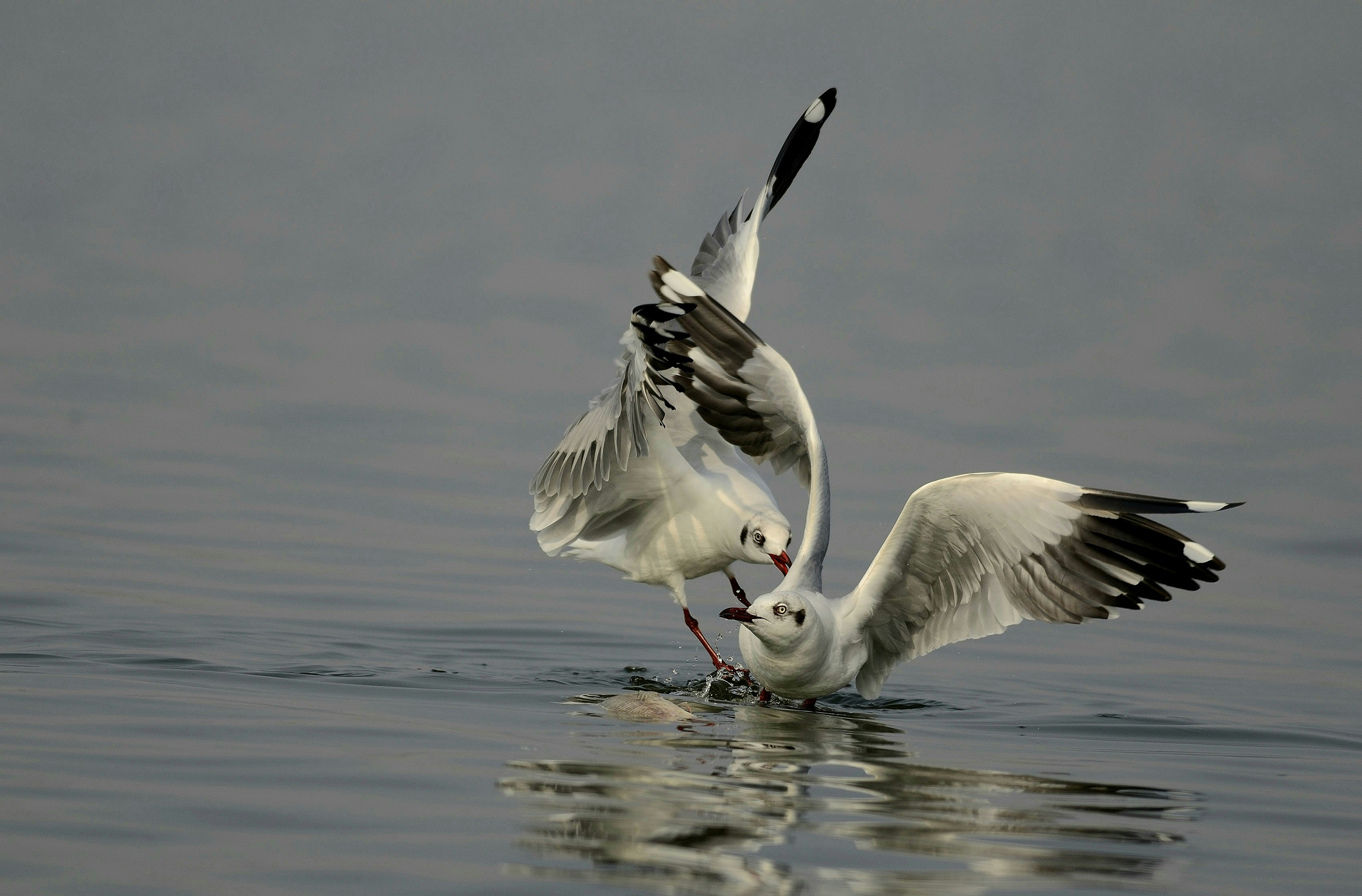 Photo by manishkavediya