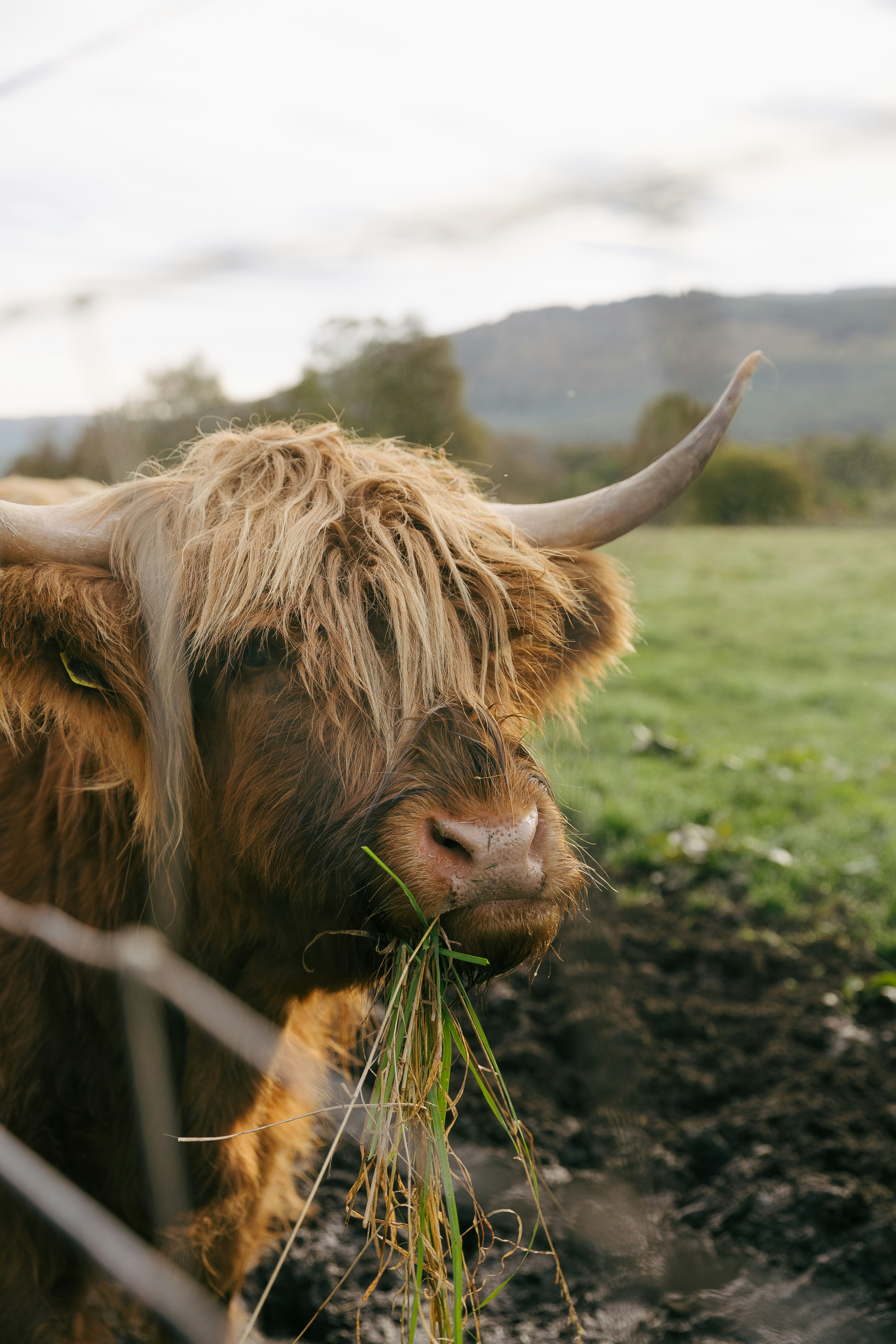 A brown cow eating grass in a field