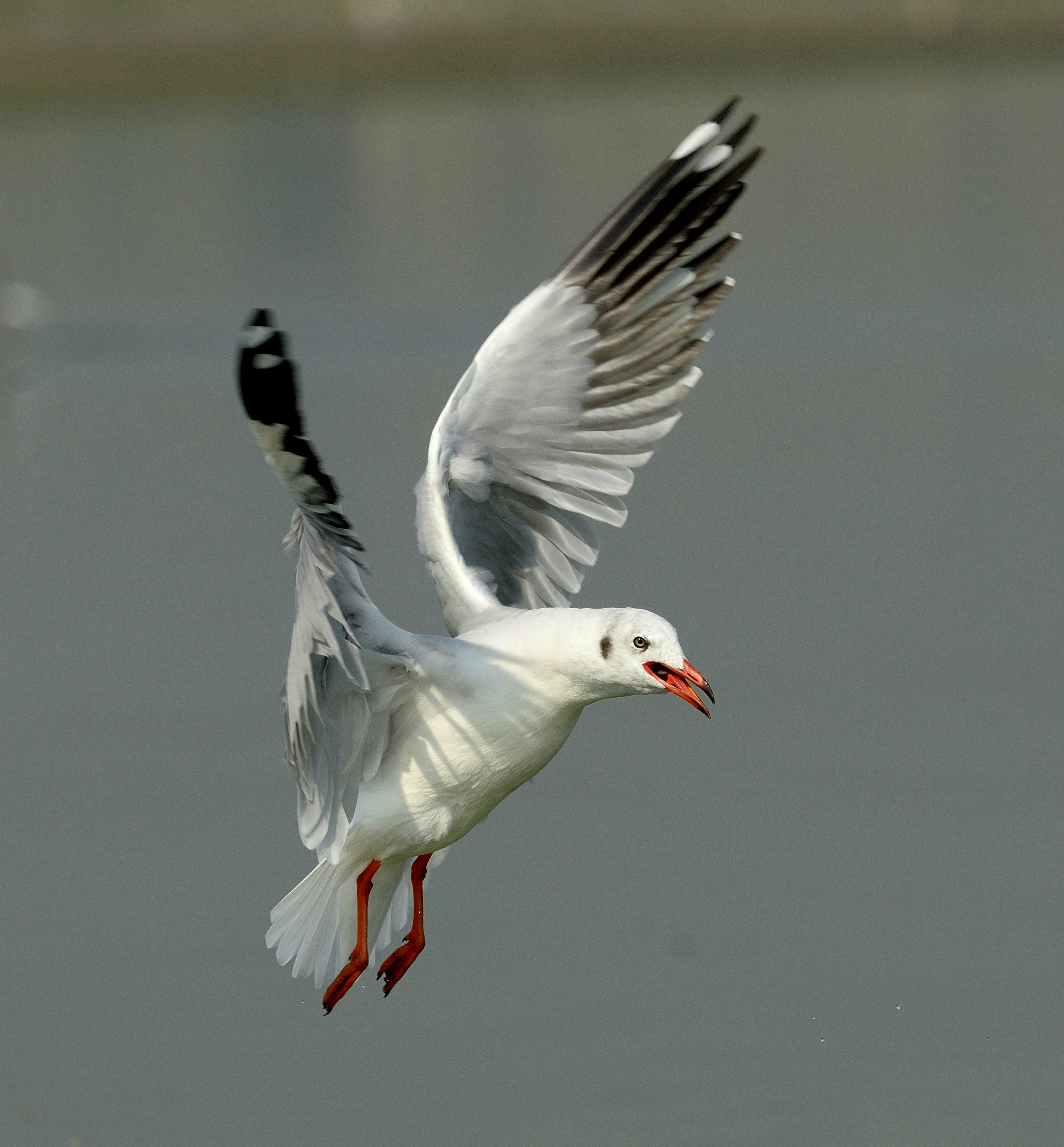 Photo by manishkavediya