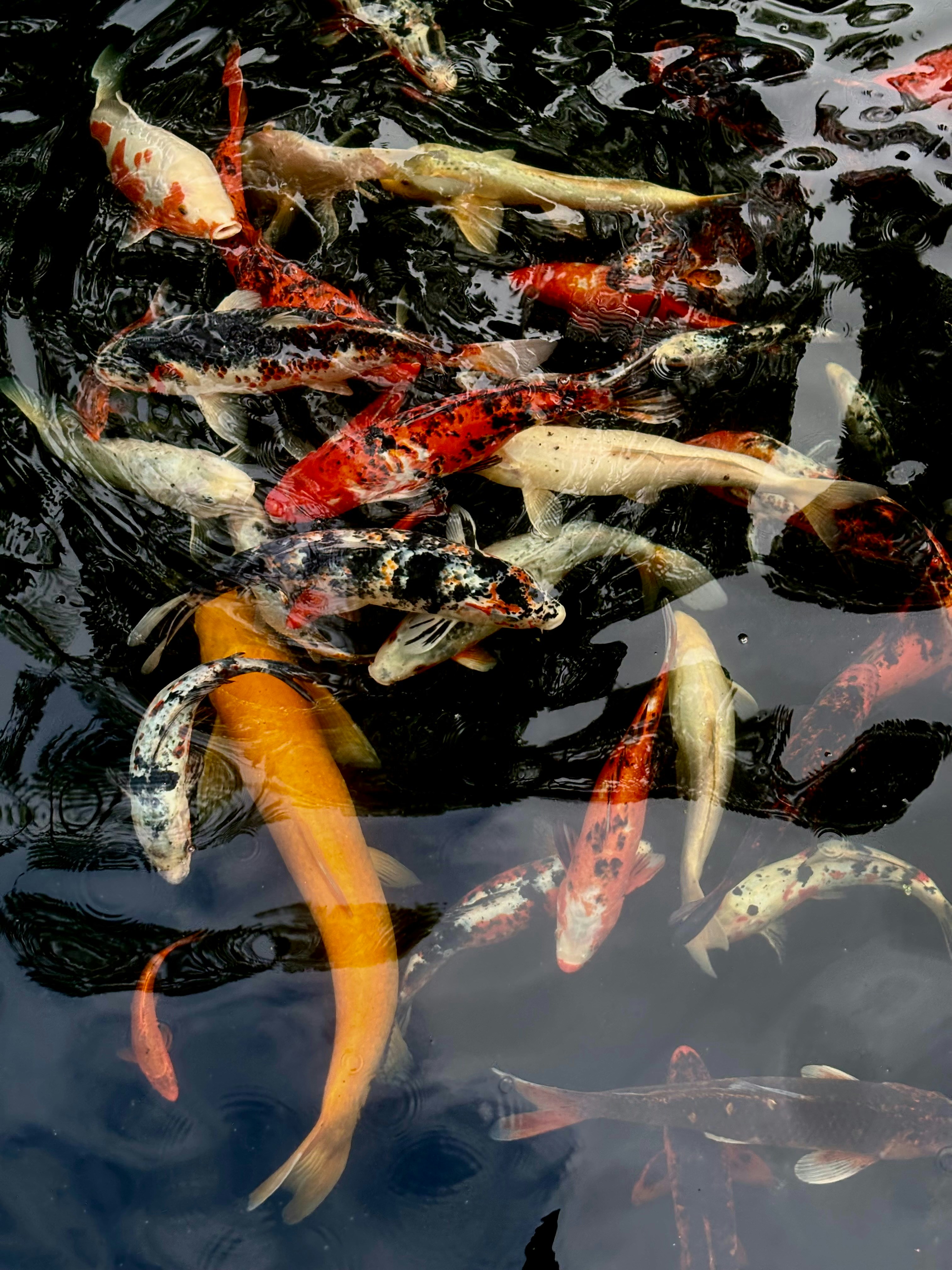 A group of fish swimming in a pond