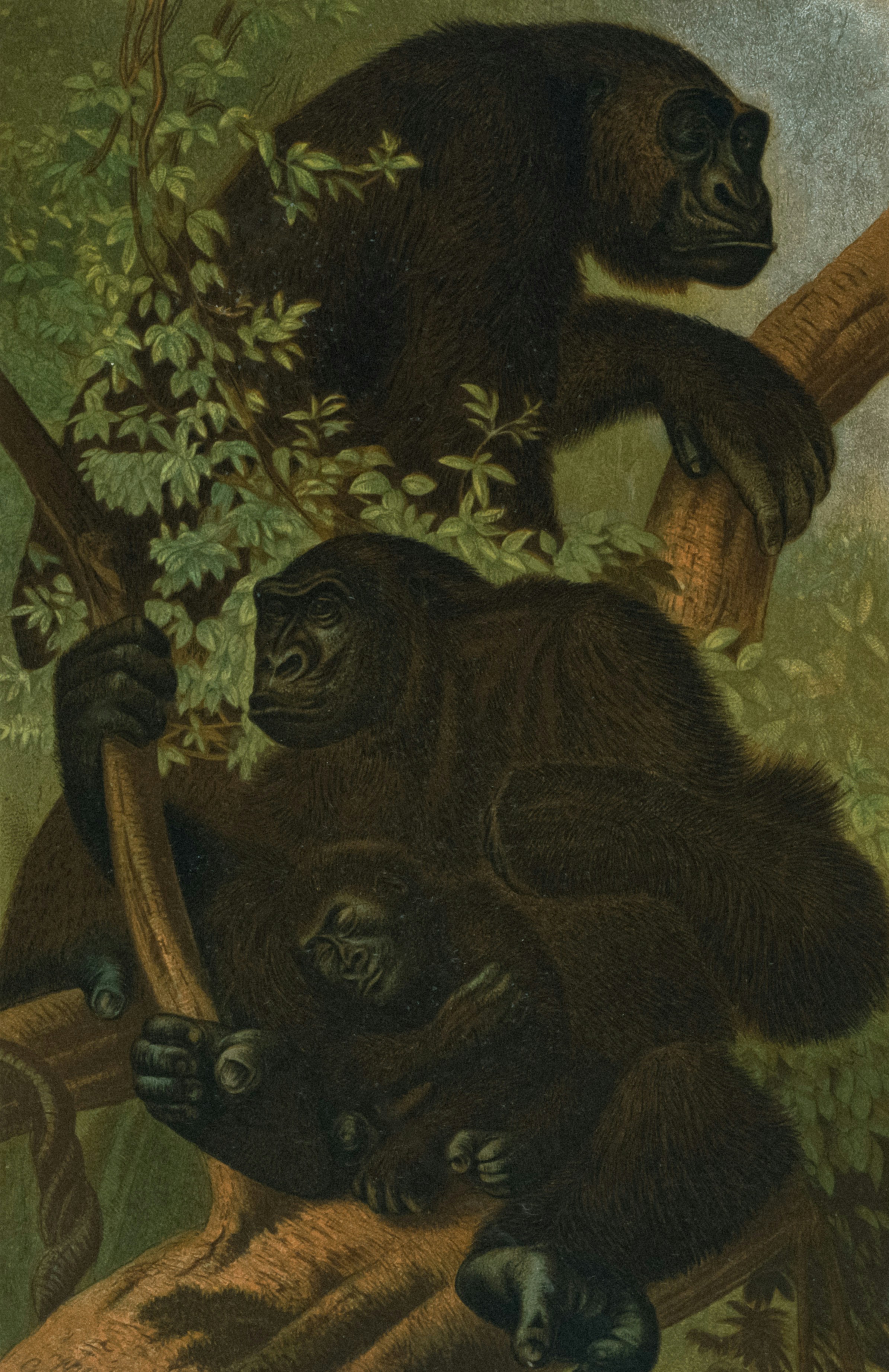 Gorilla banner uai 516x290