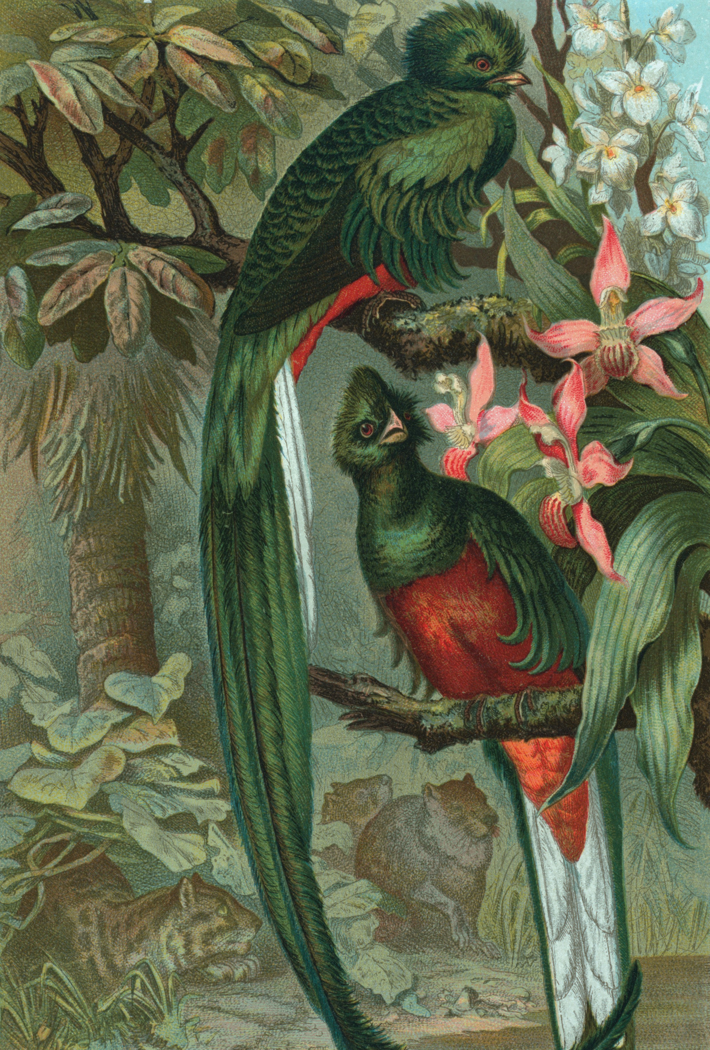 Dos resplandecientes quetzales posados en una rama