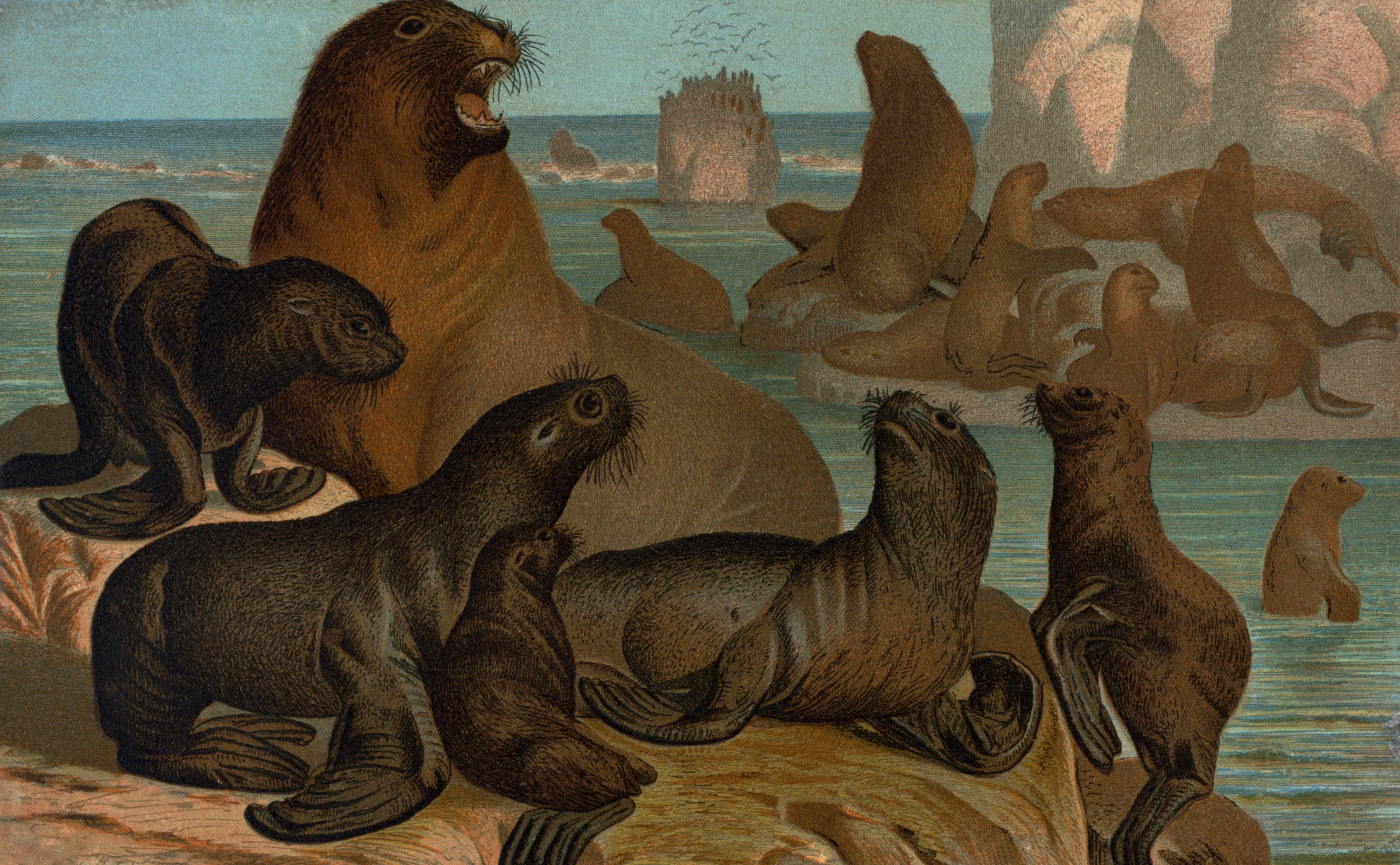 General Research Division, The New York Public Library. "Sea Lion." The New York Public Library Digital Collections. 1898. https://digitalcollections.nypl.org/items/510d47da-47ec-a3d9-e040-e00a18064a99