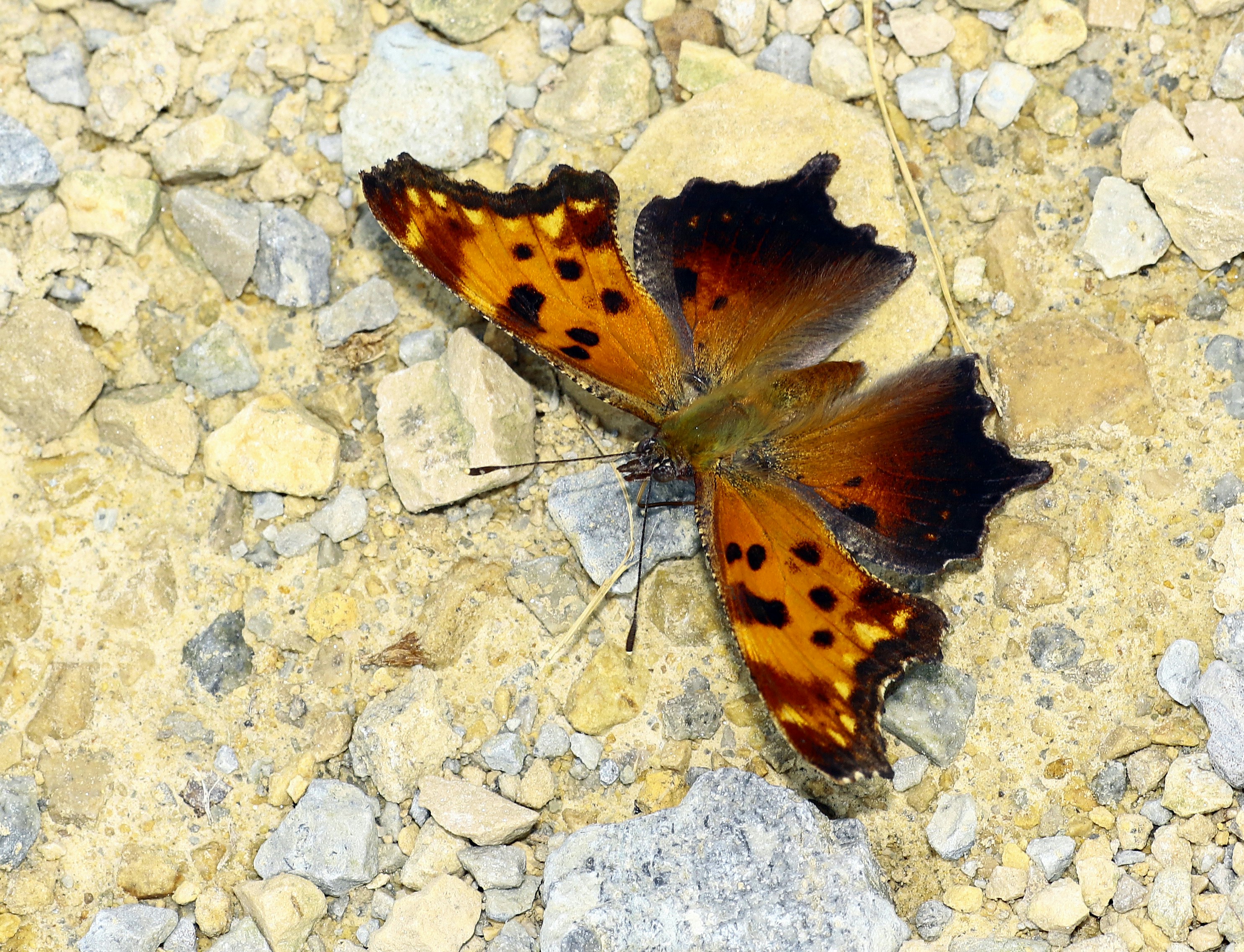 Photo by telliottmbamsc