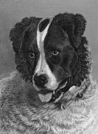Newfoundland