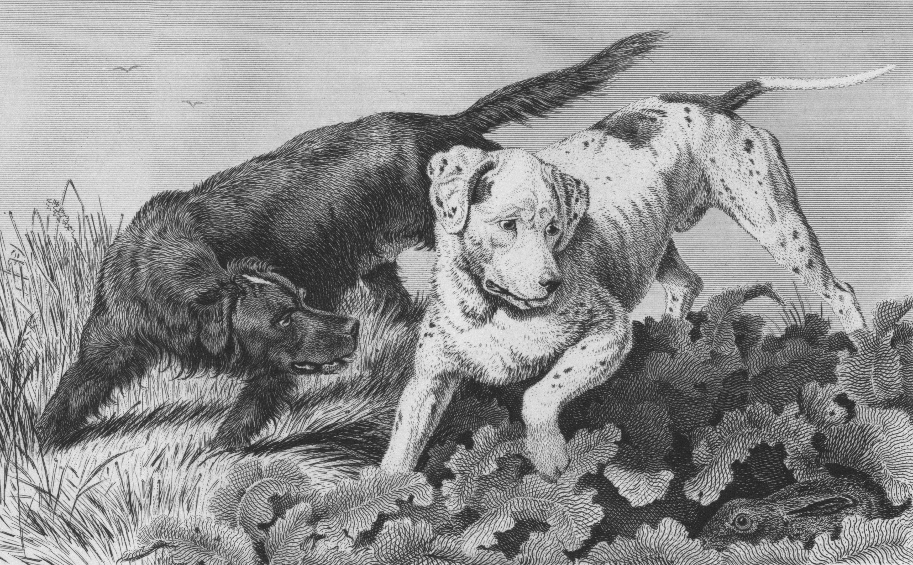 Illustration showing common myths about service dog training, with myths crossed out