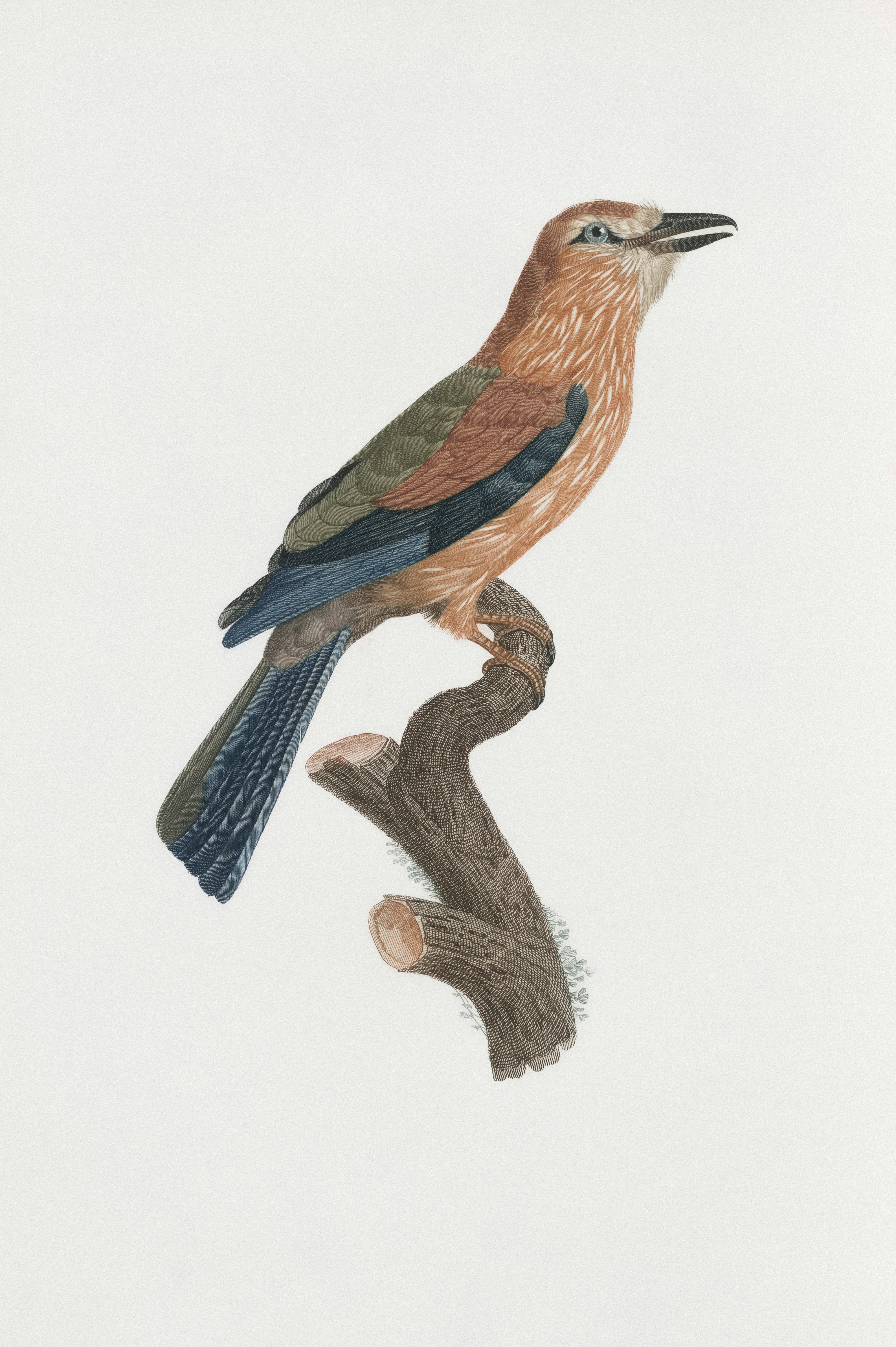 A brown bird with blue wings perched on a branch.