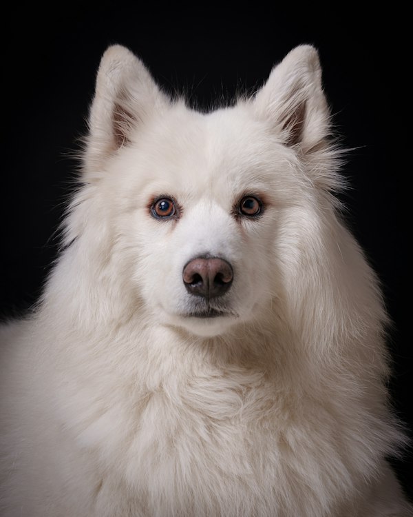 A fluffy white spitz