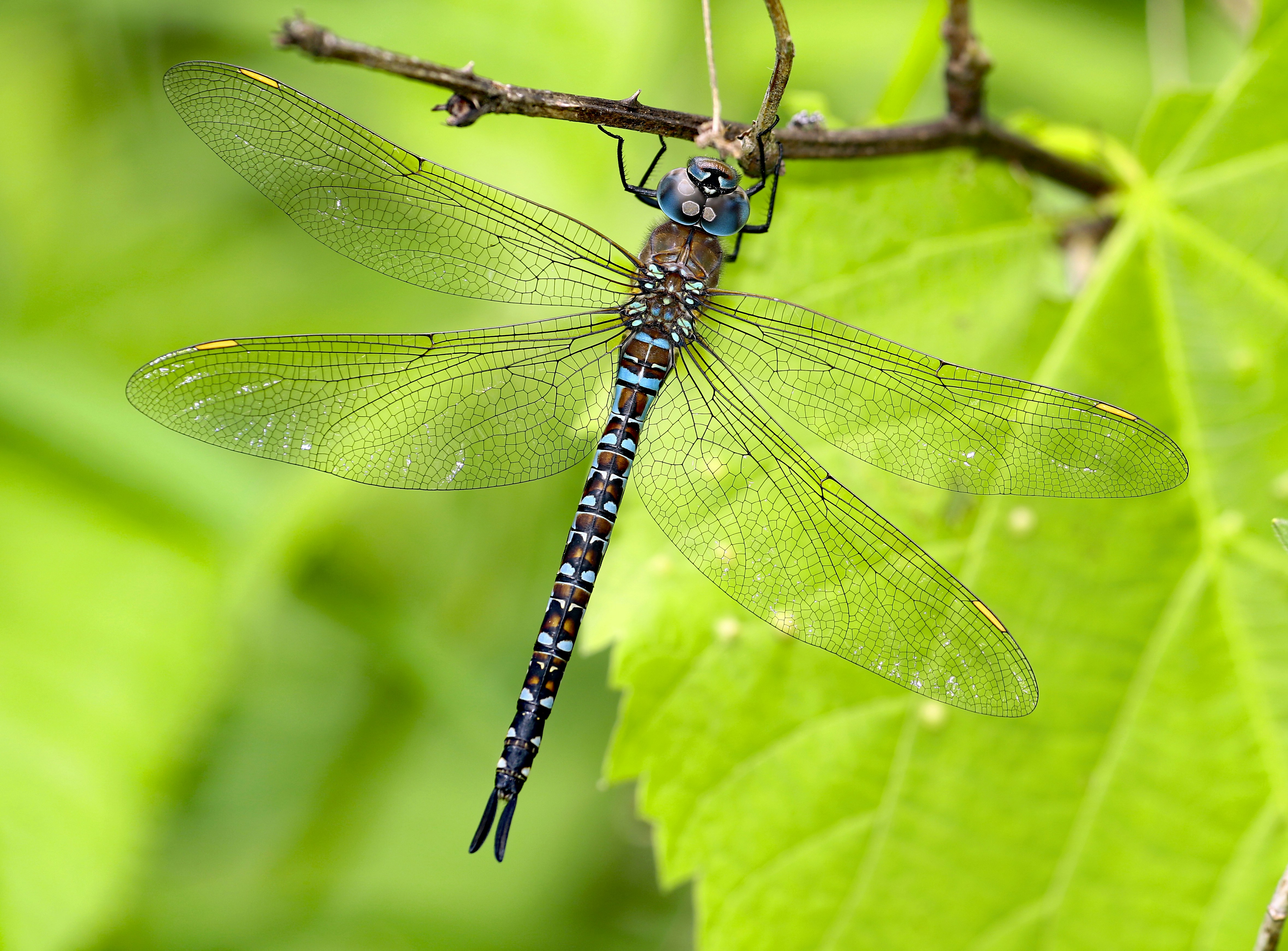 Photo by telliottmbamsc