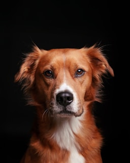 A close up of a dog with a black background