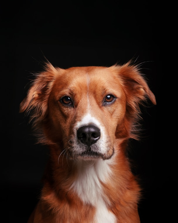 A close up of a dog with a black background
