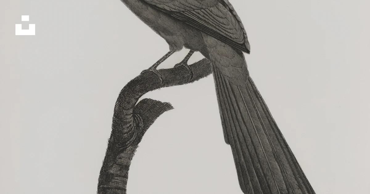 Perched Drawing A detailed drawing of a bird perched on a branch. photo – Free Animal ...