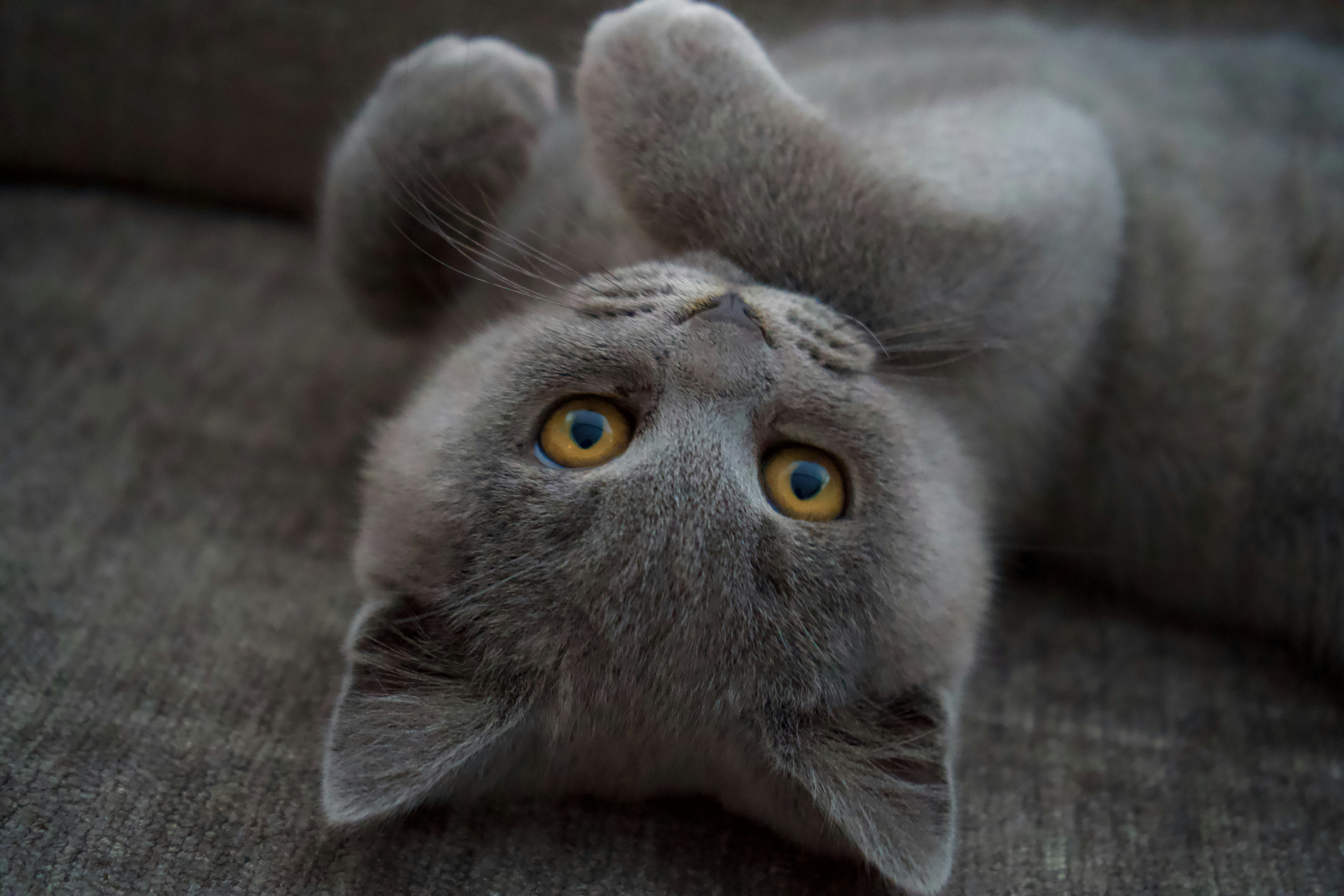 The Head Bonk of Acceptance (image credits: unsplash)