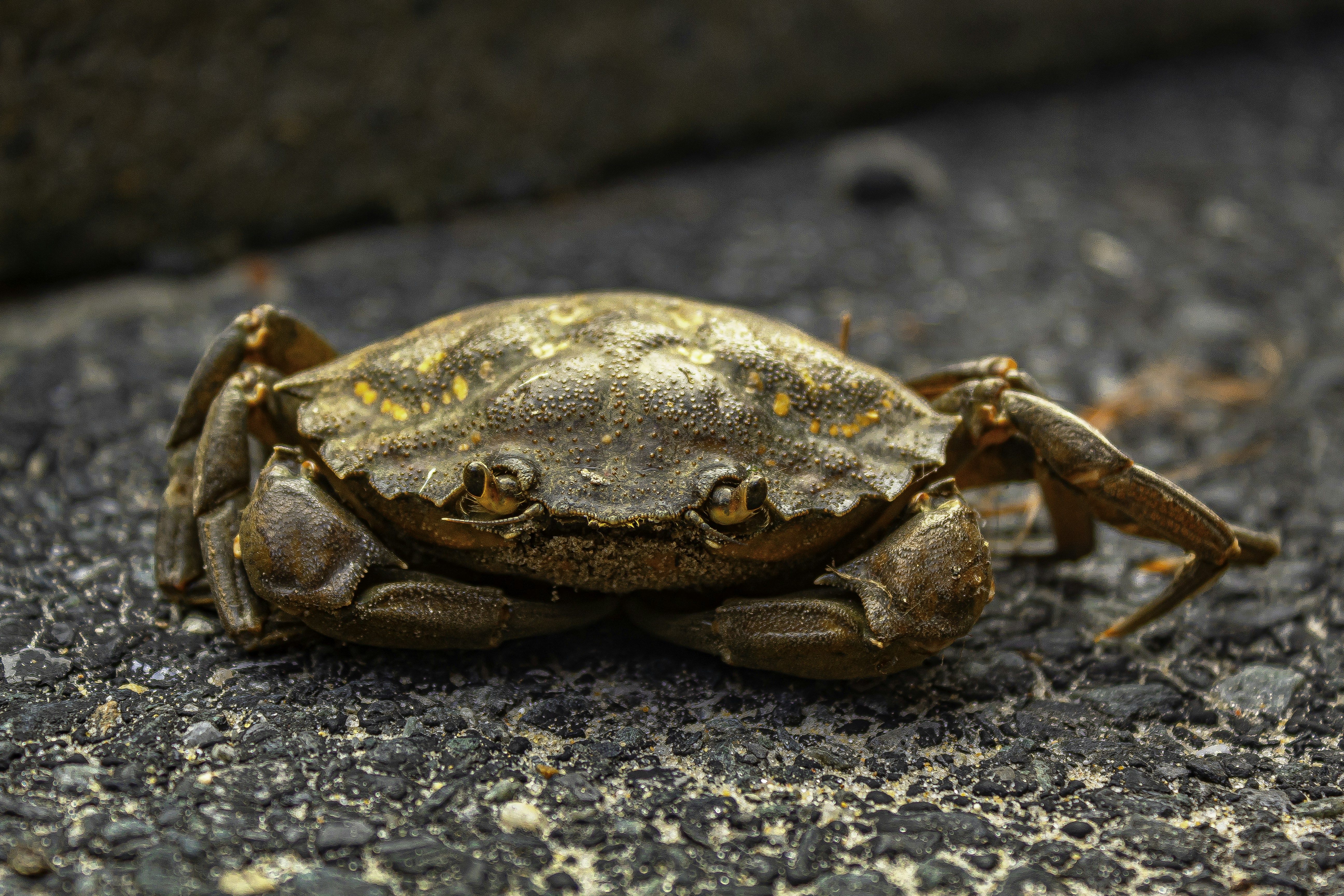A small brown crab sitting on the ground
