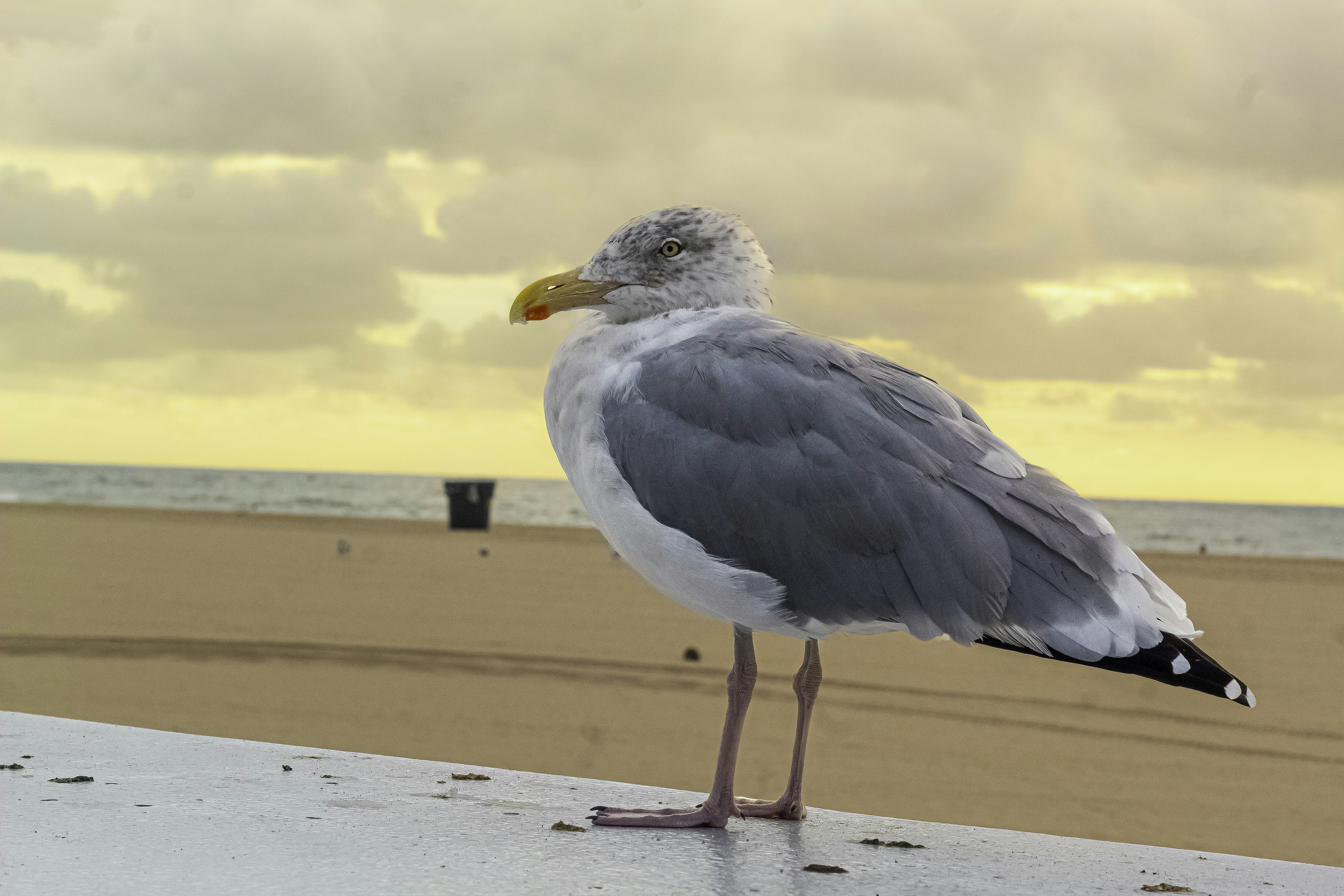 A seagull is standing on a ledge at the beach