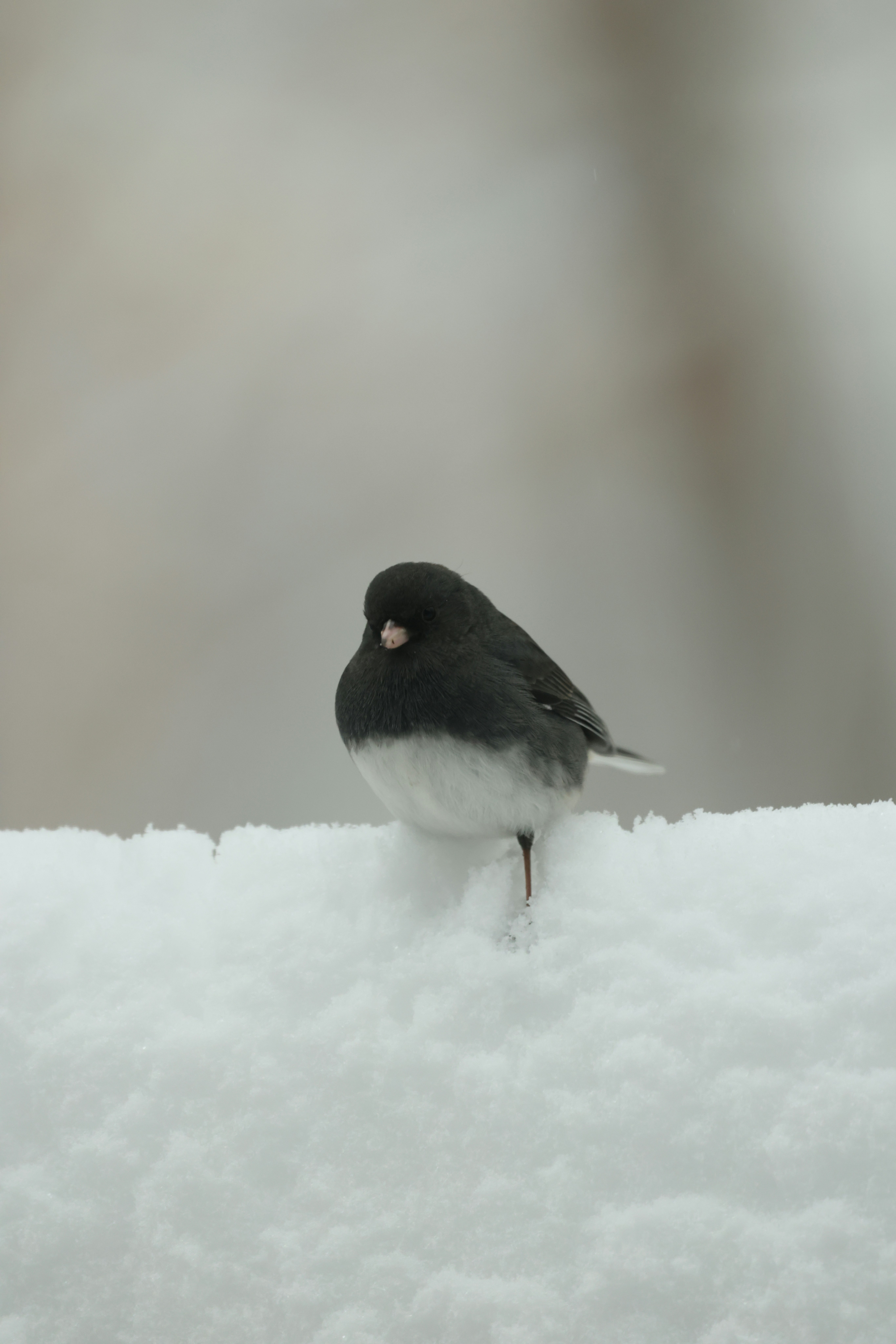 Junco on snow
