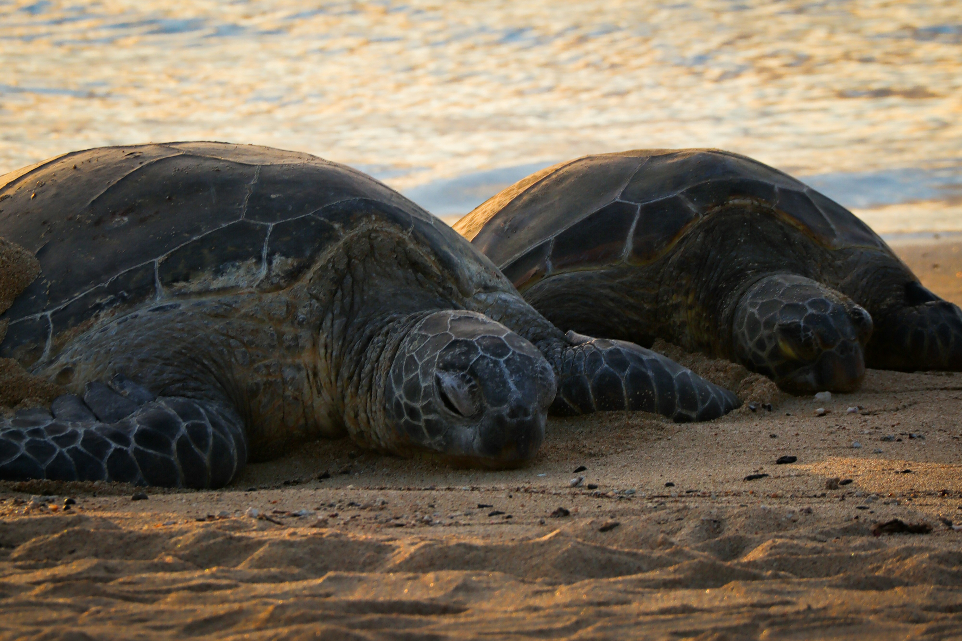 Photo by user_pascal