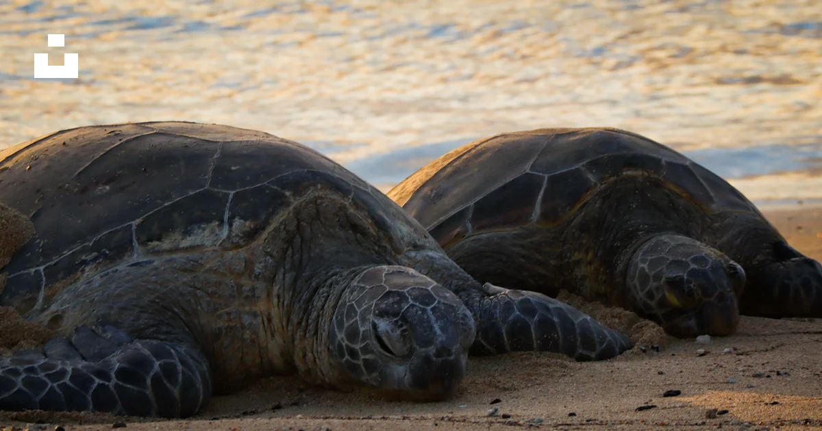 Two green sea turtles laying on the beach photo – Free Sea Image on ...