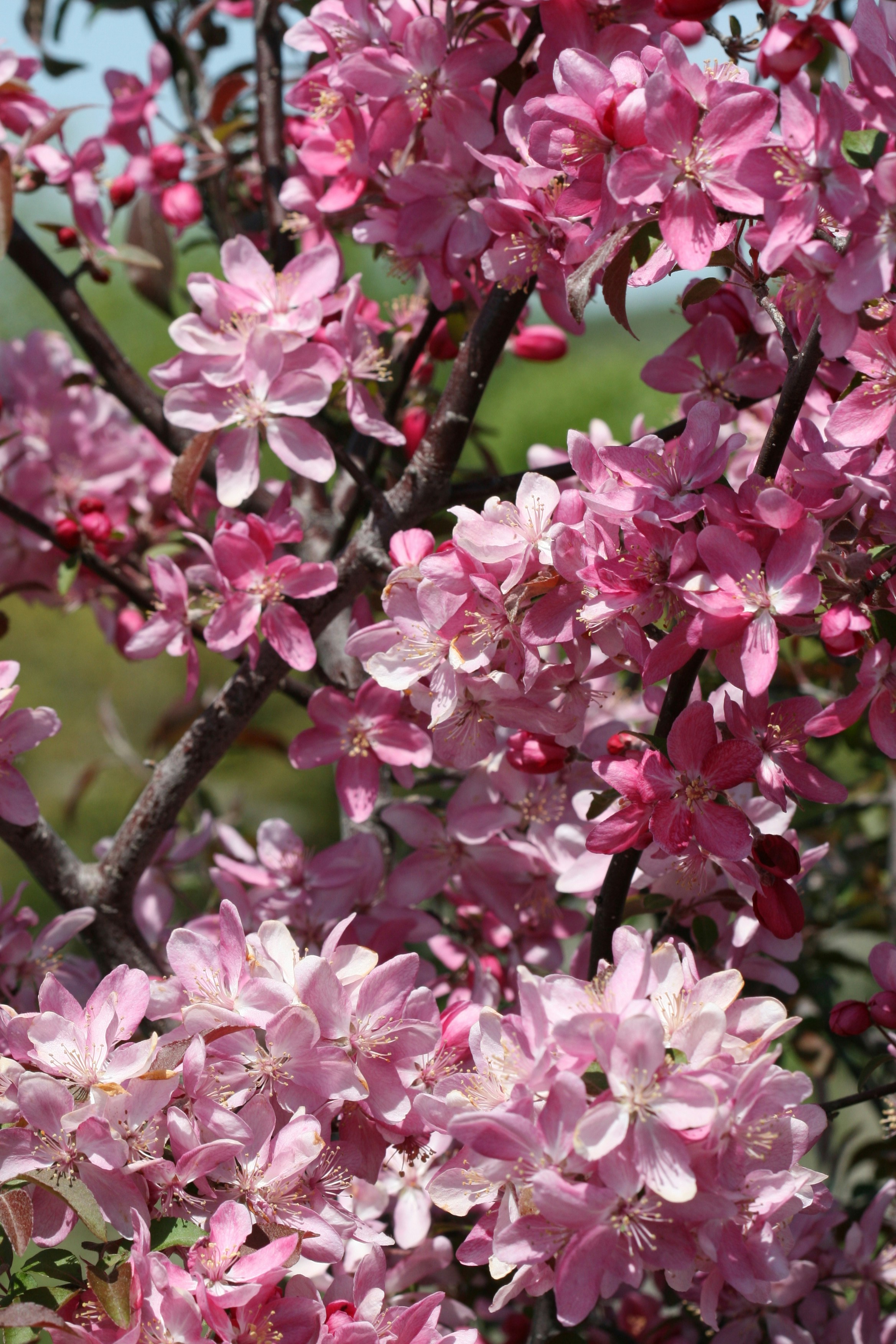 Photo by ernest_boyd