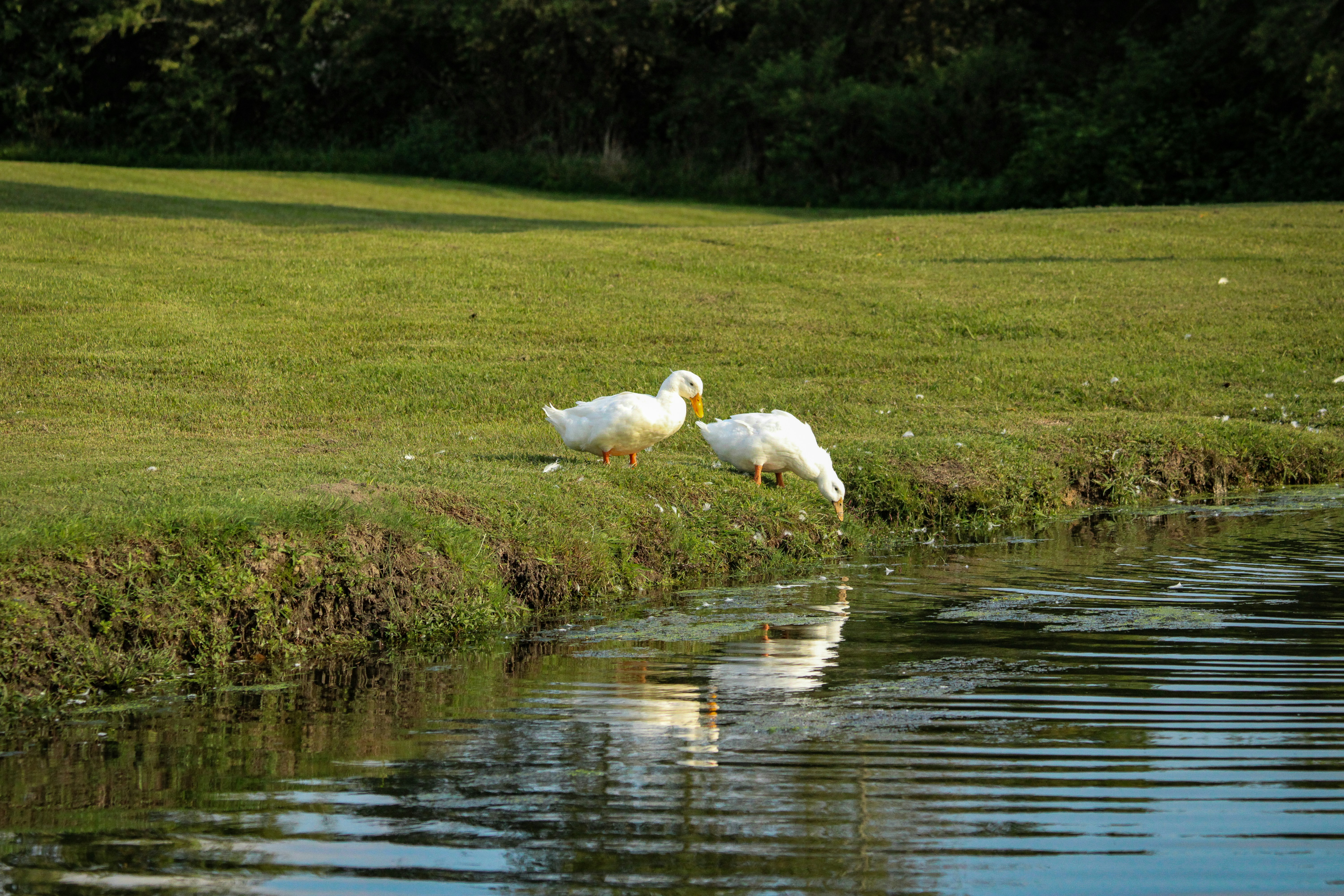 A couple of white birds standing on top of a lush green field