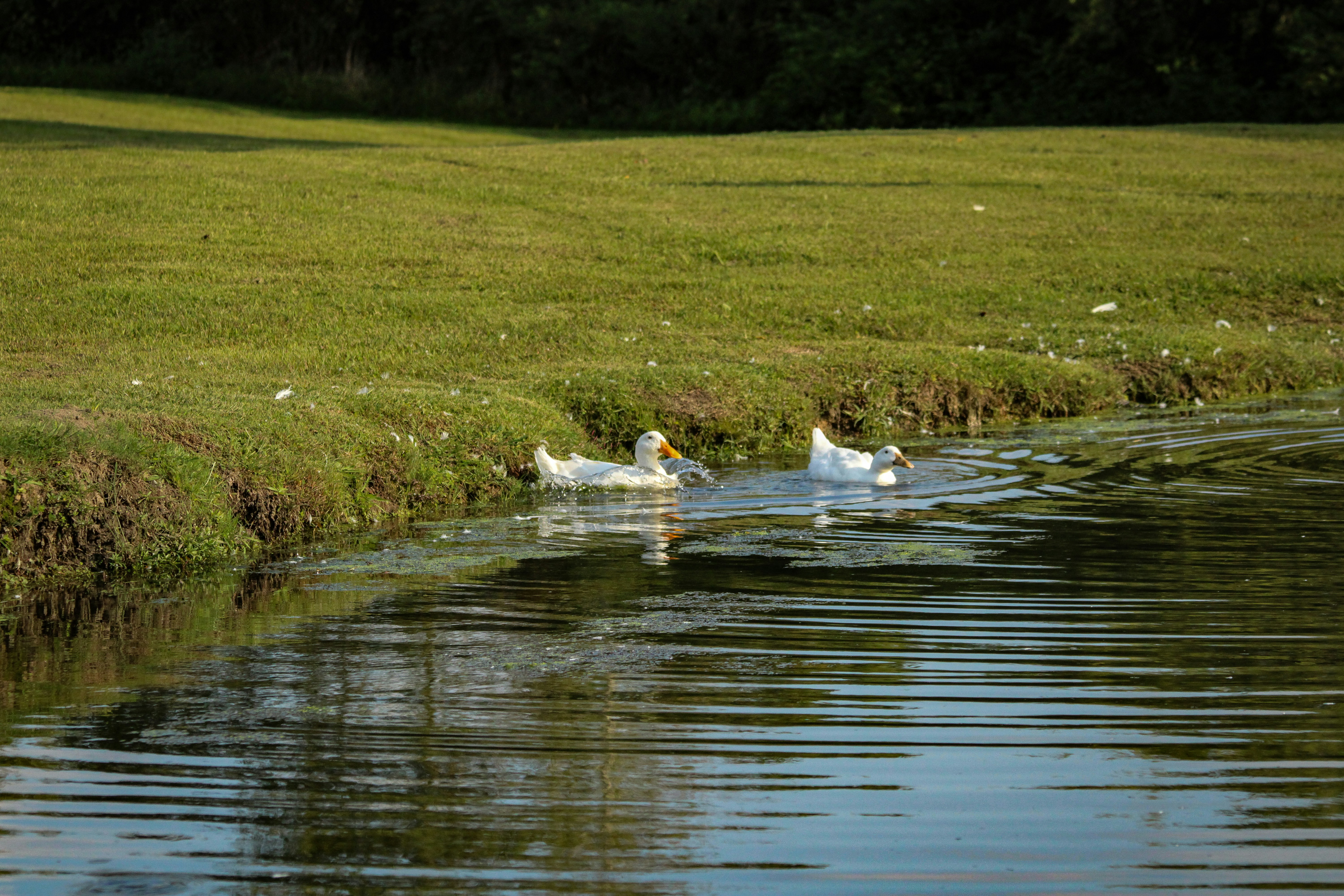 A group of ducks swimming on top of a body of water