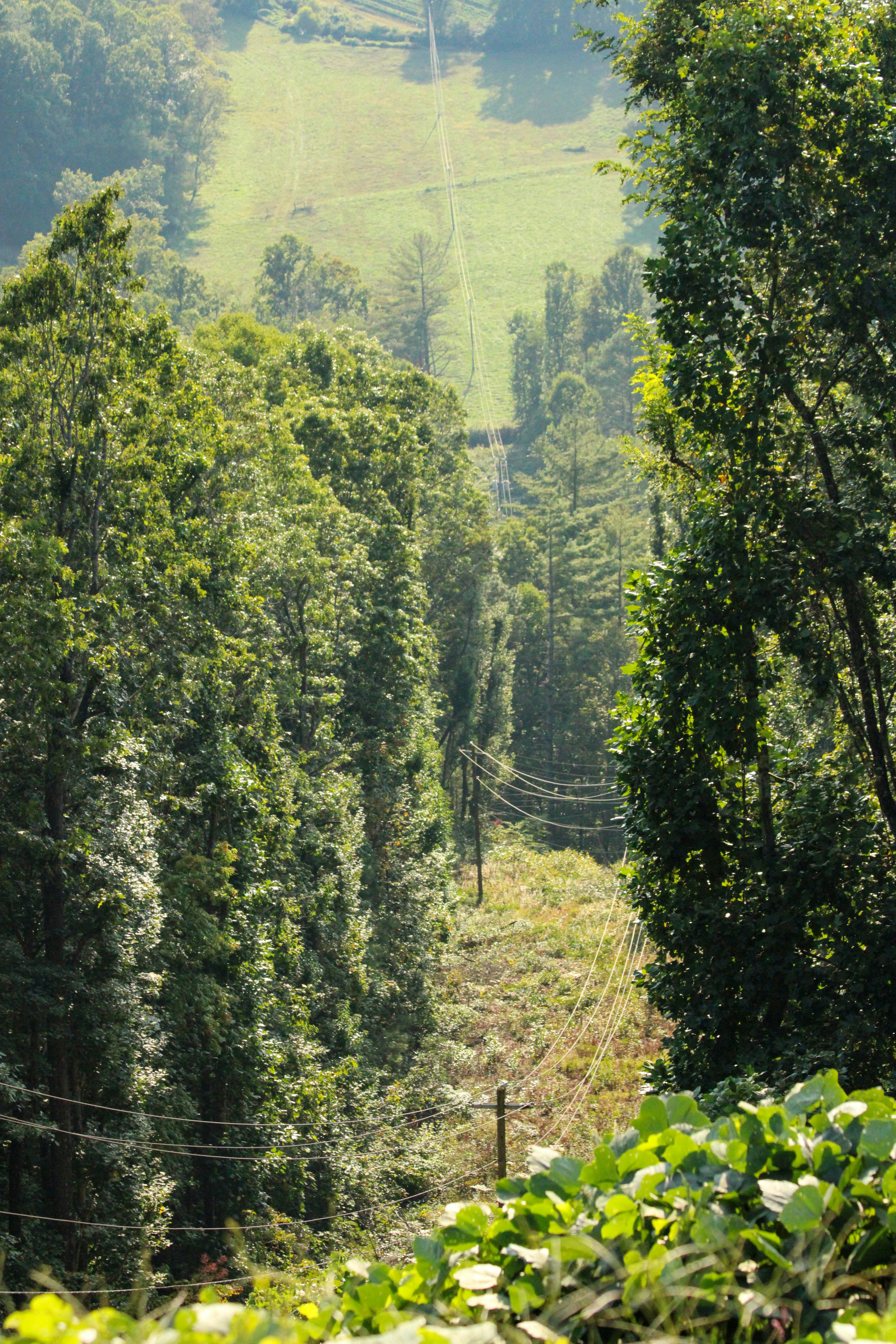 A lush green forest filled with lots of trees
