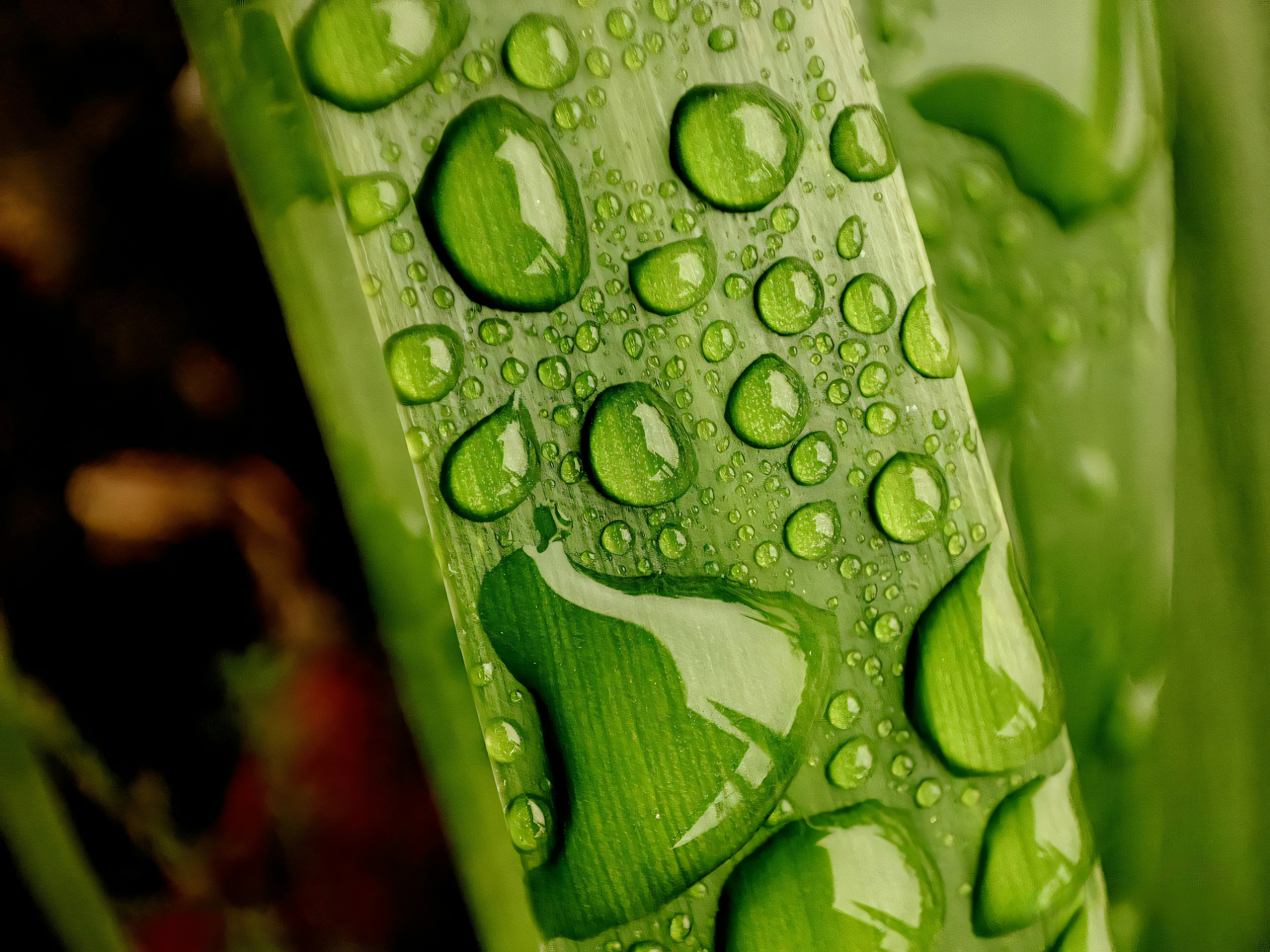 A close up of a plant with water drops on it photo – Free Green Image ...
