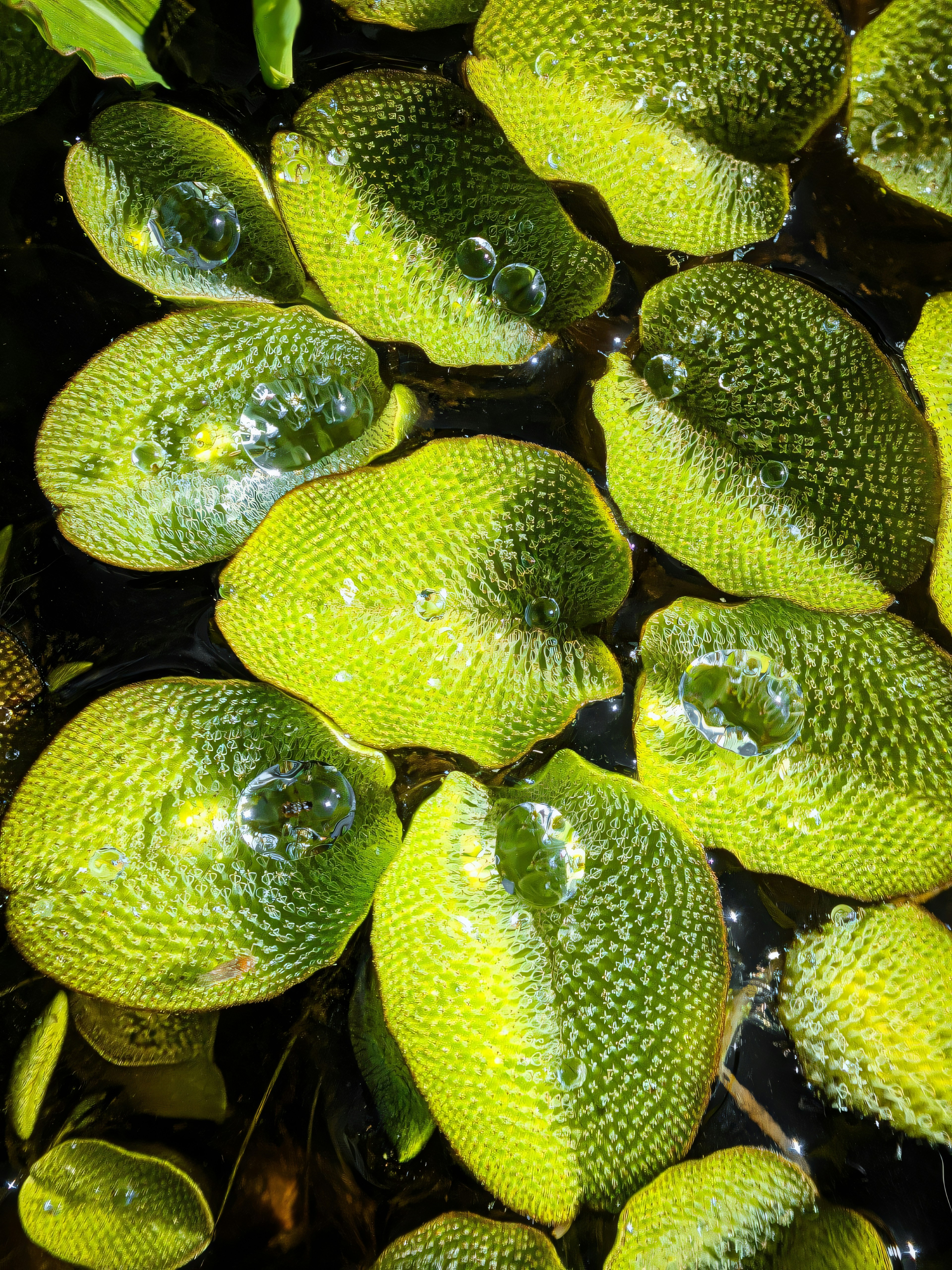 A bunch of green fruit sitting on top of a pond