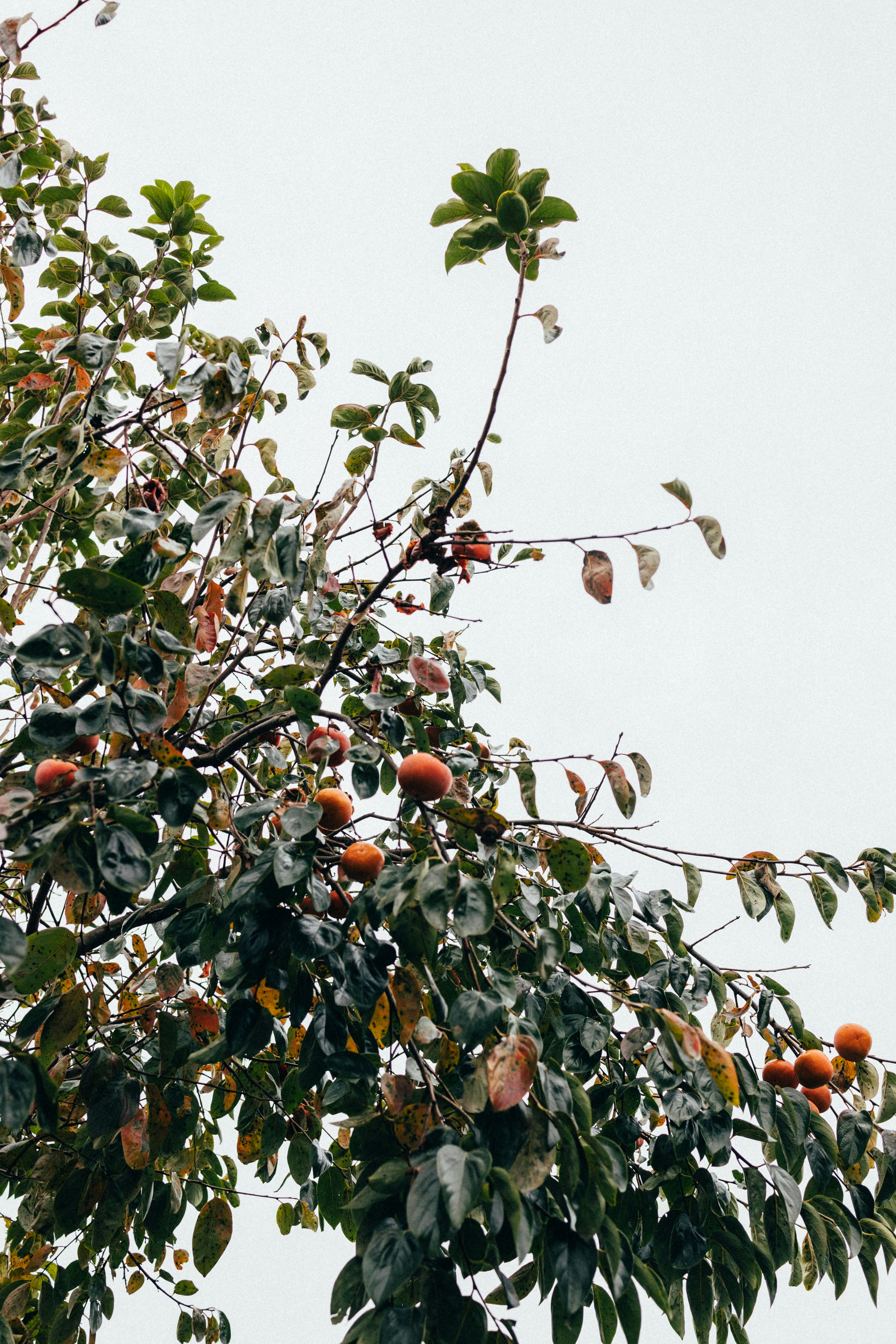 Photo by tsuyoshikozu