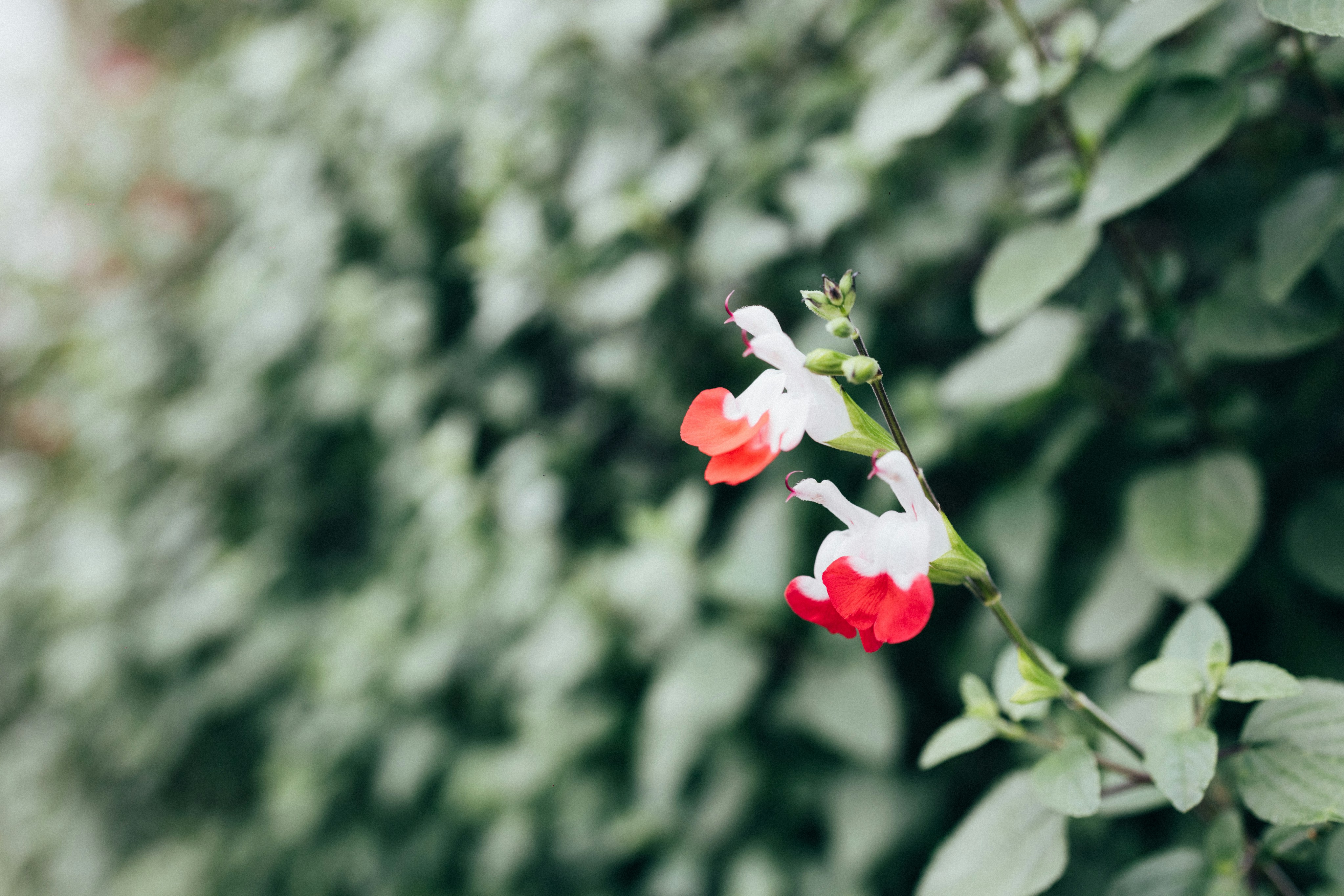 Photo by tsuyoshikozu