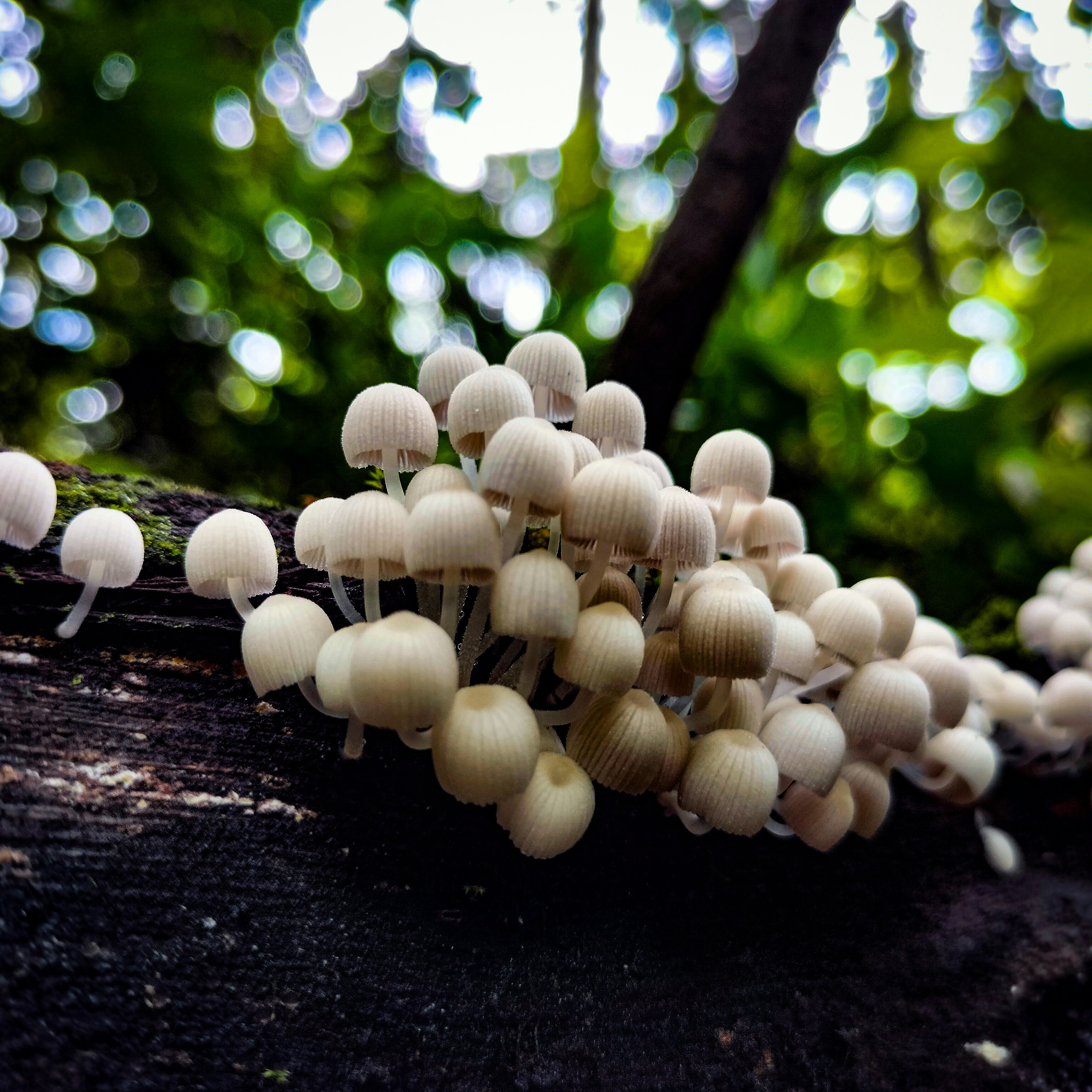 A cluster of mushrooms growing on a tree trunk