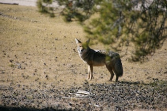 A lone dog standing in a field with trees in the background