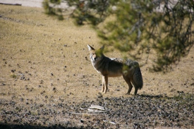 A lone dog standing in a field with trees in the background
