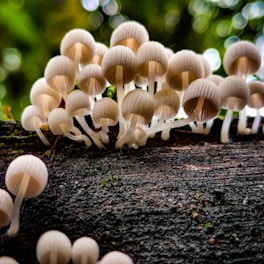 A group of mushrooms sitting on top of a tree trunk