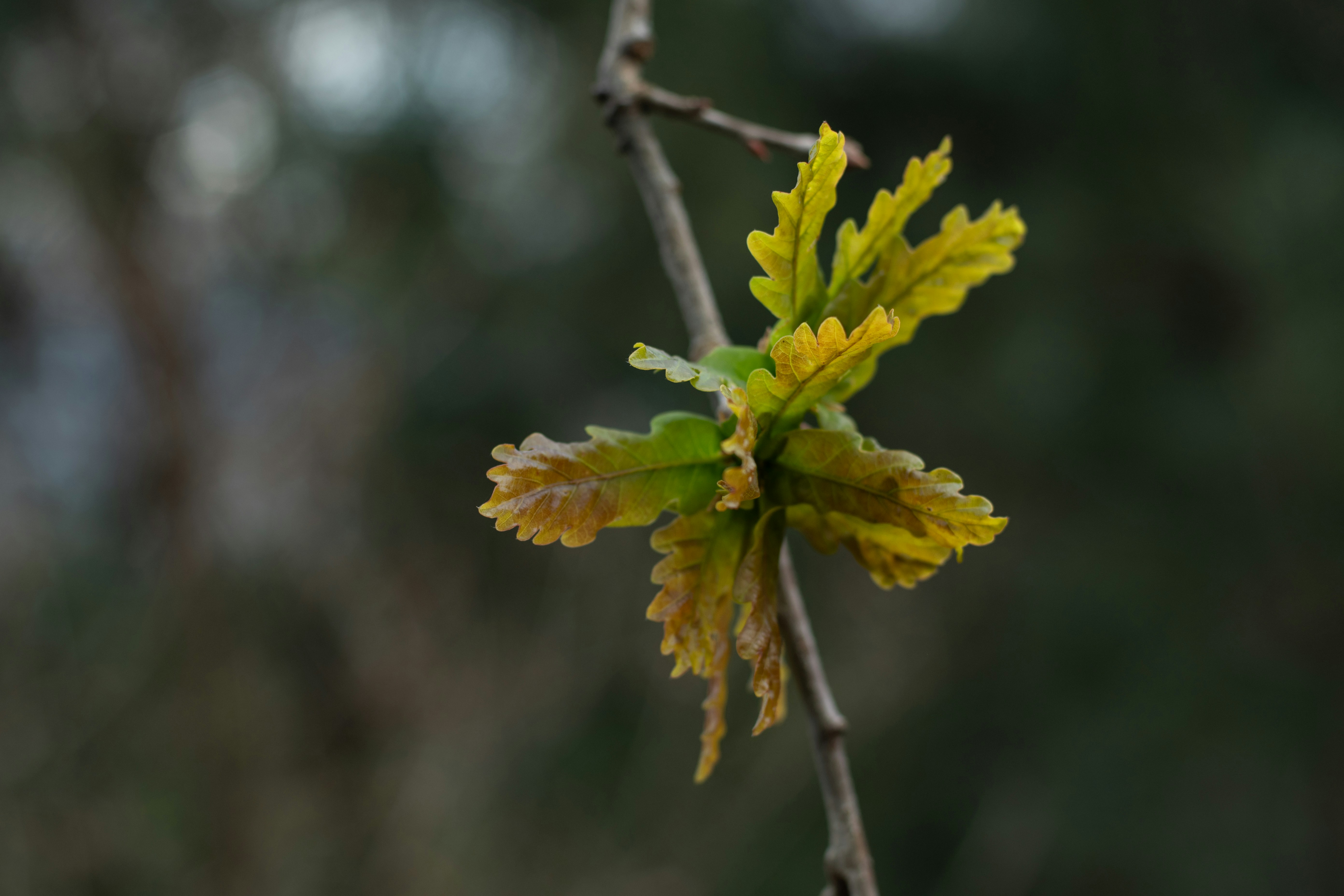 Photo by nataliaraylenegusakova