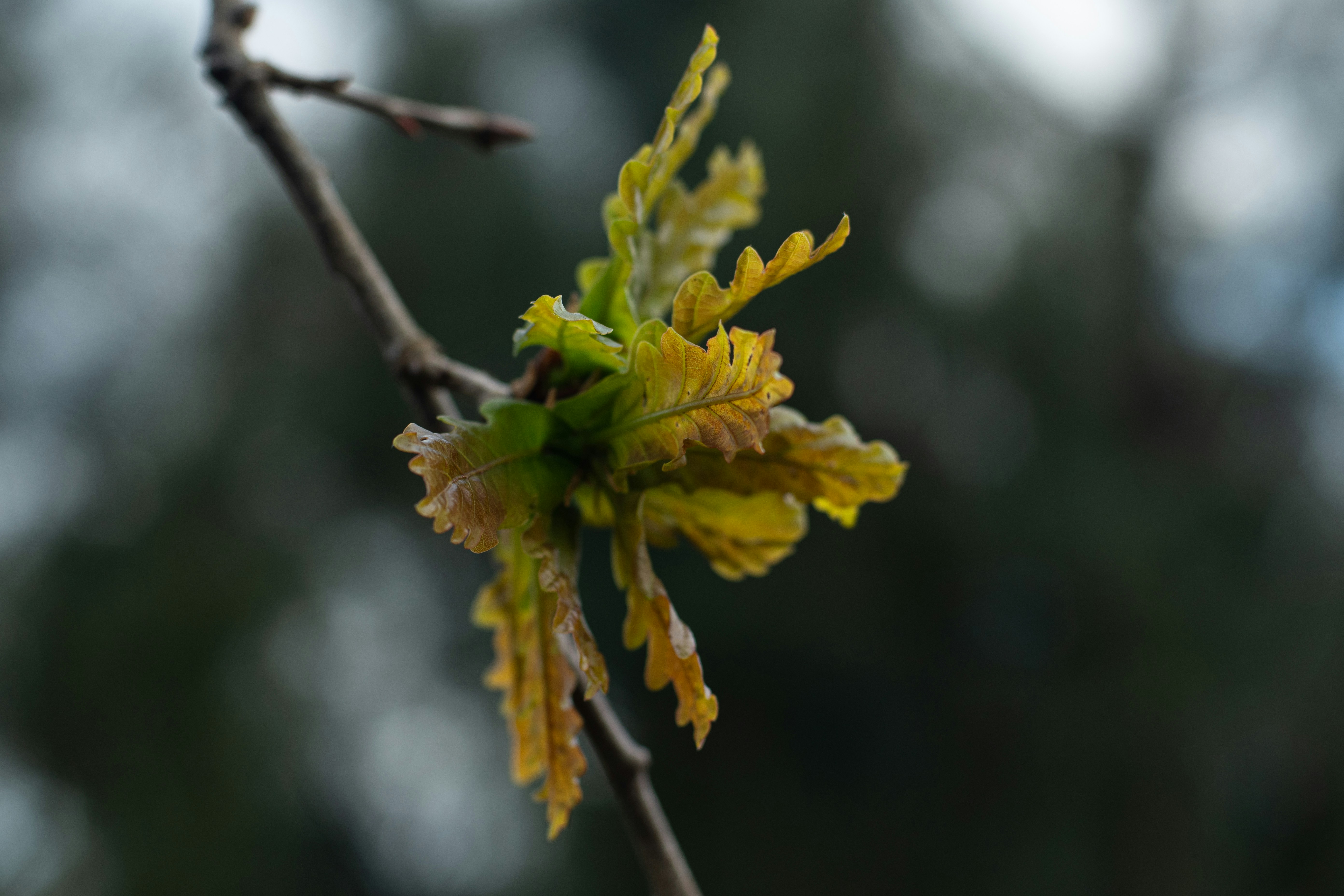 Photo by nataliaraylenegusakova