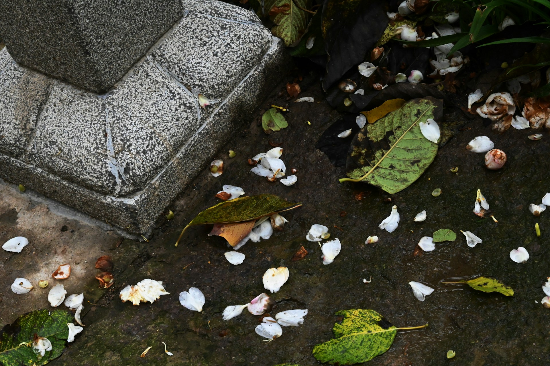 A bunch of shells on the ground next to a cement block
