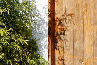 The shadow of a plant on a wooden fence