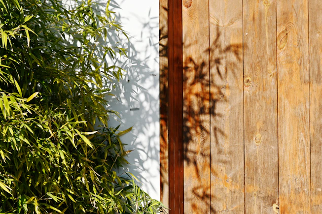The shadow of a plant on a wooden fence