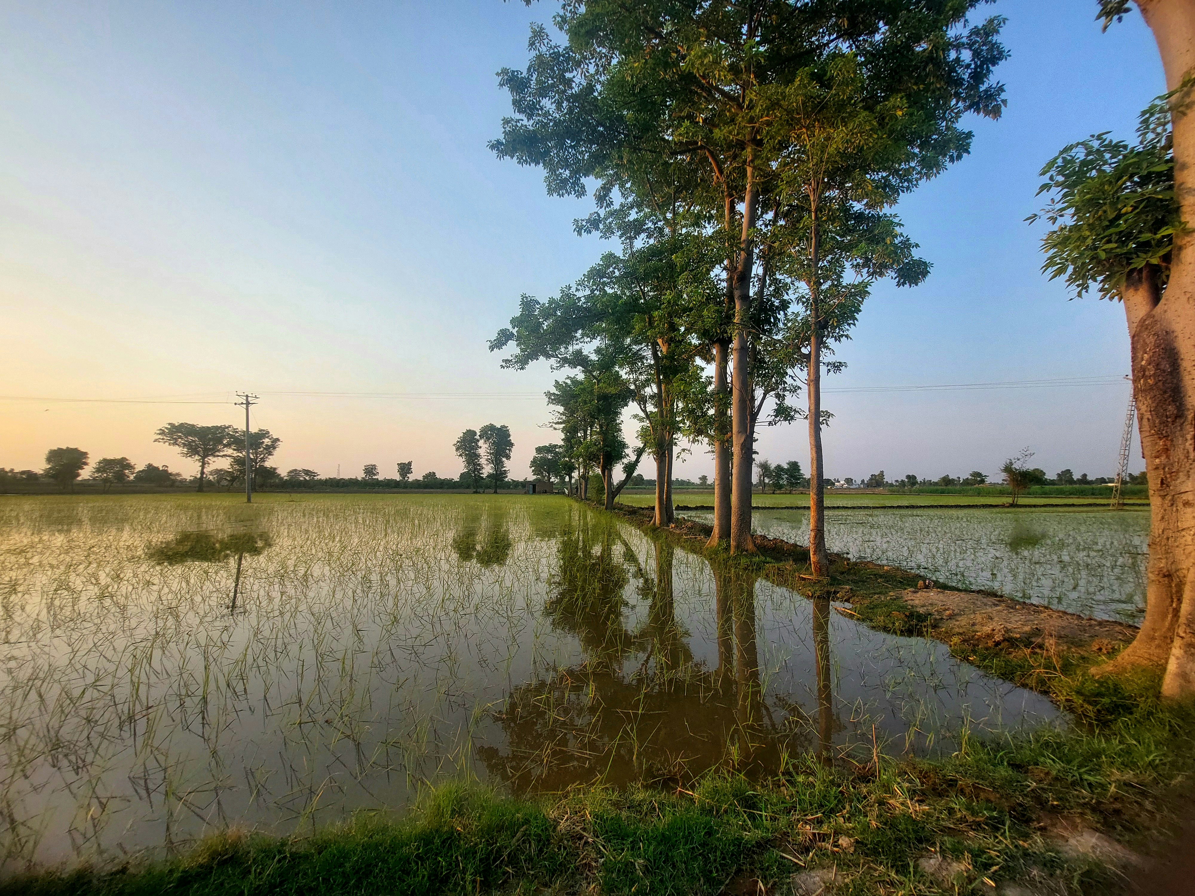 Move Over, Quinoa: The Ancient Punjabi Grain Small Farmers Refused to Let Die