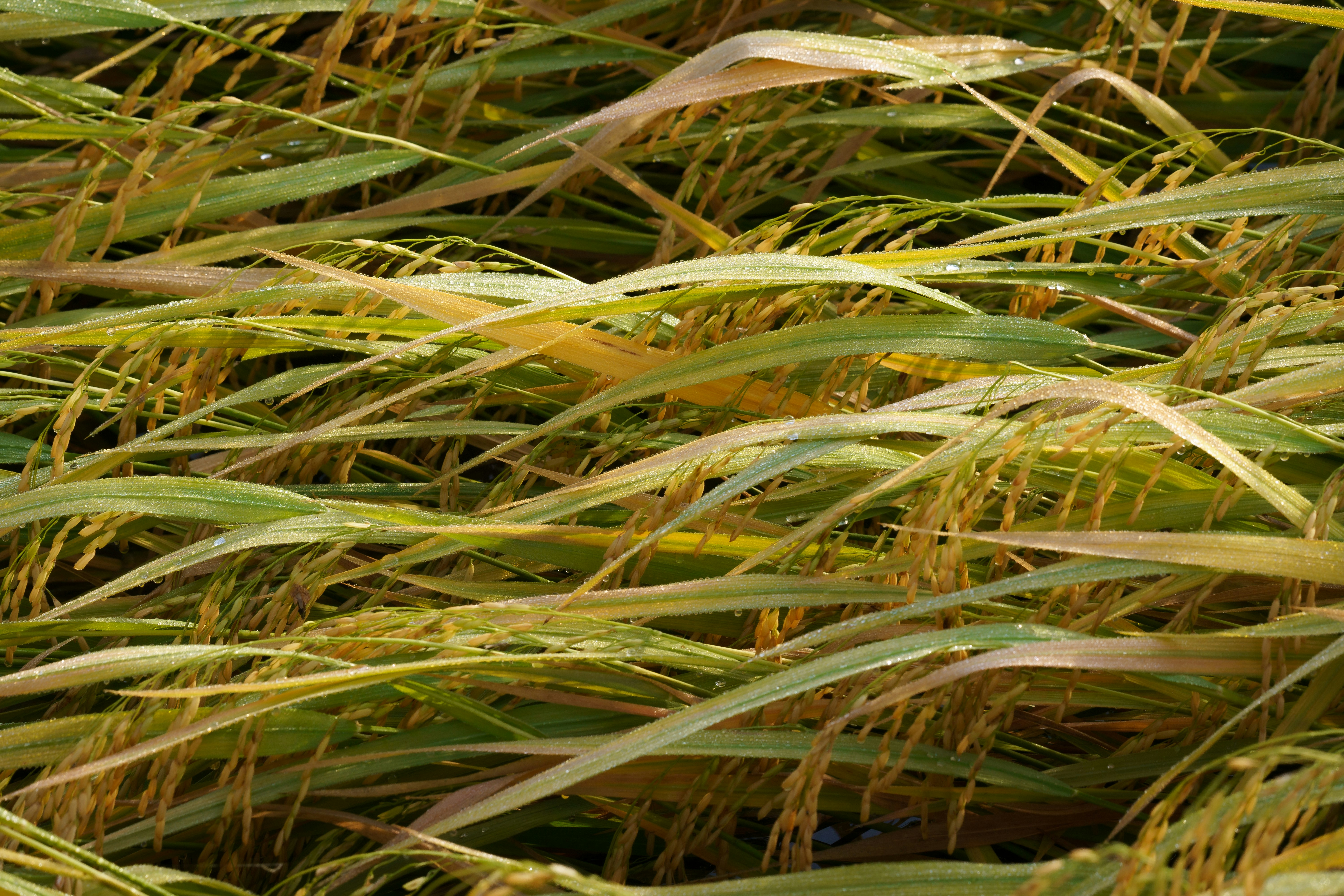 Photo by thomspon_le